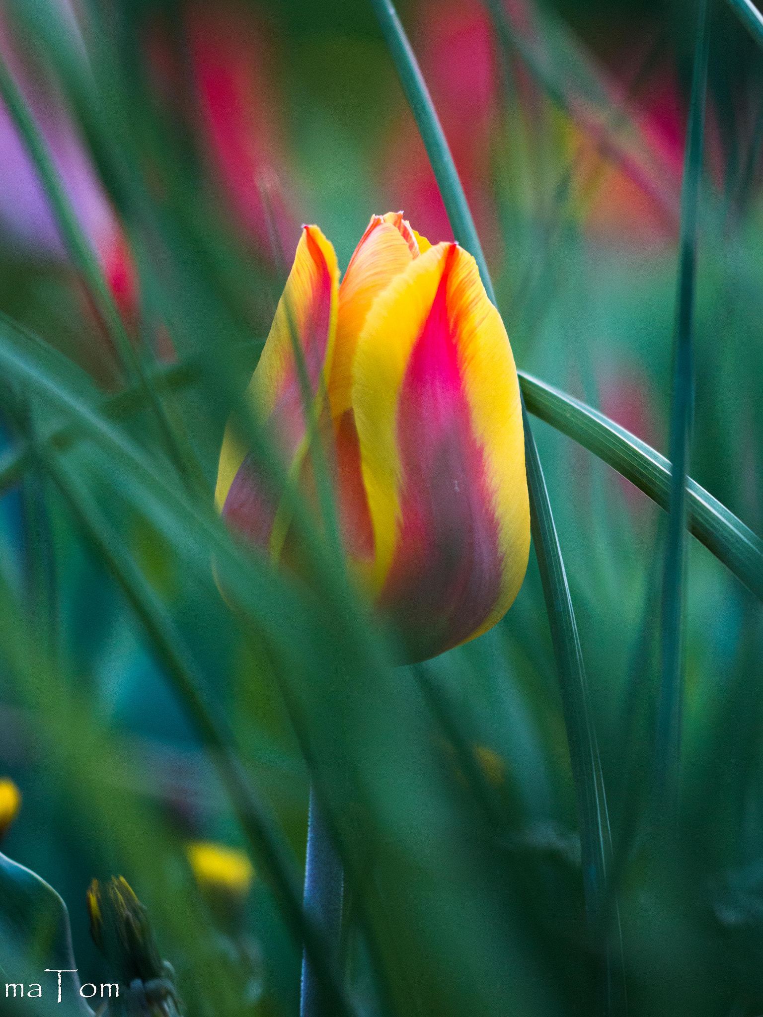 Sigma APO Macro 150mm f/2.8 EX DG HSM sample photo. Tulip photography
