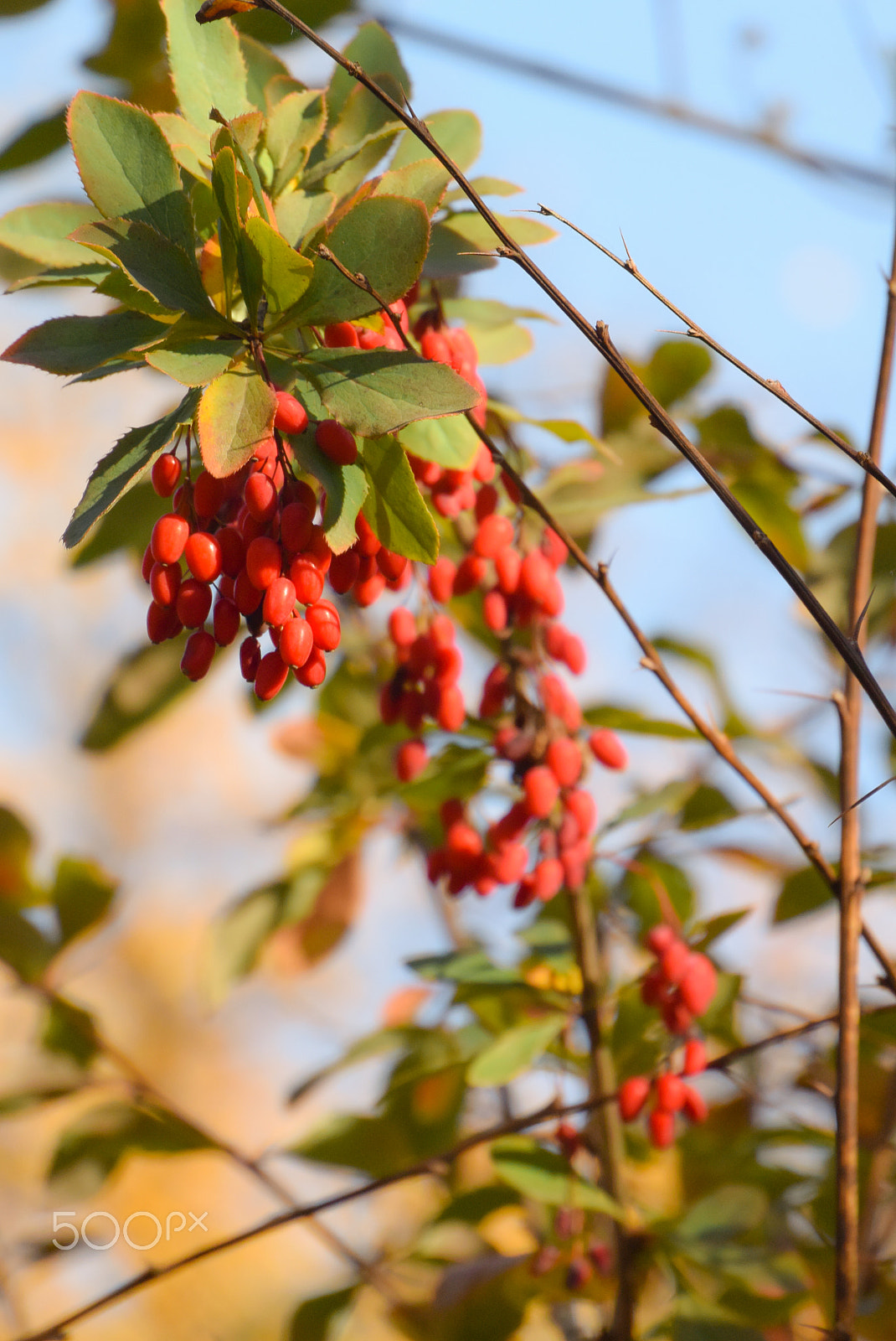 Nikon 1 Nikkor VR 30-110mm F3.8-5.6 sample photo. Autumn froots photography