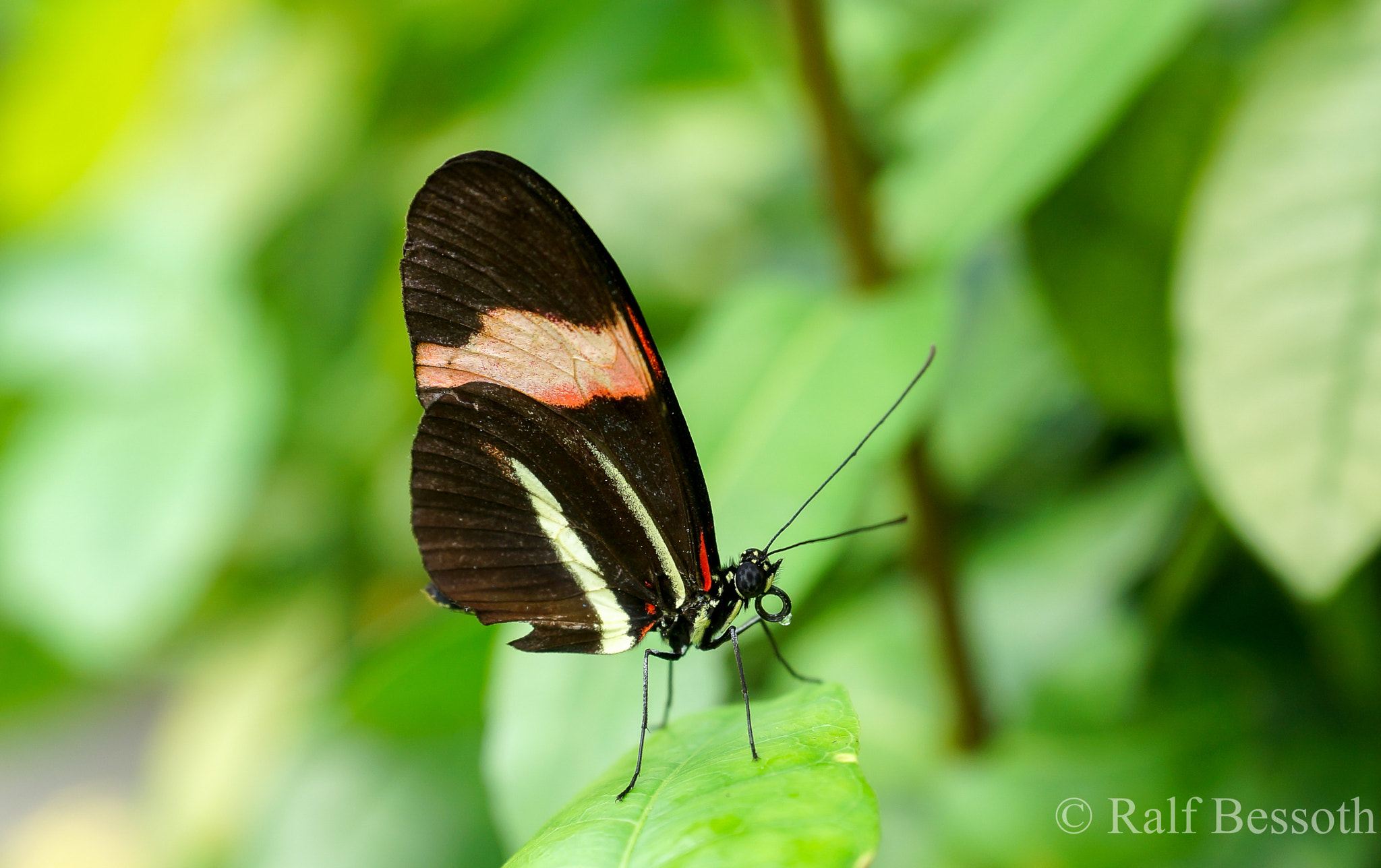 Sony a99 II + 24-70mm F2.8-2.8 SSM sample photo. Butterfly photography