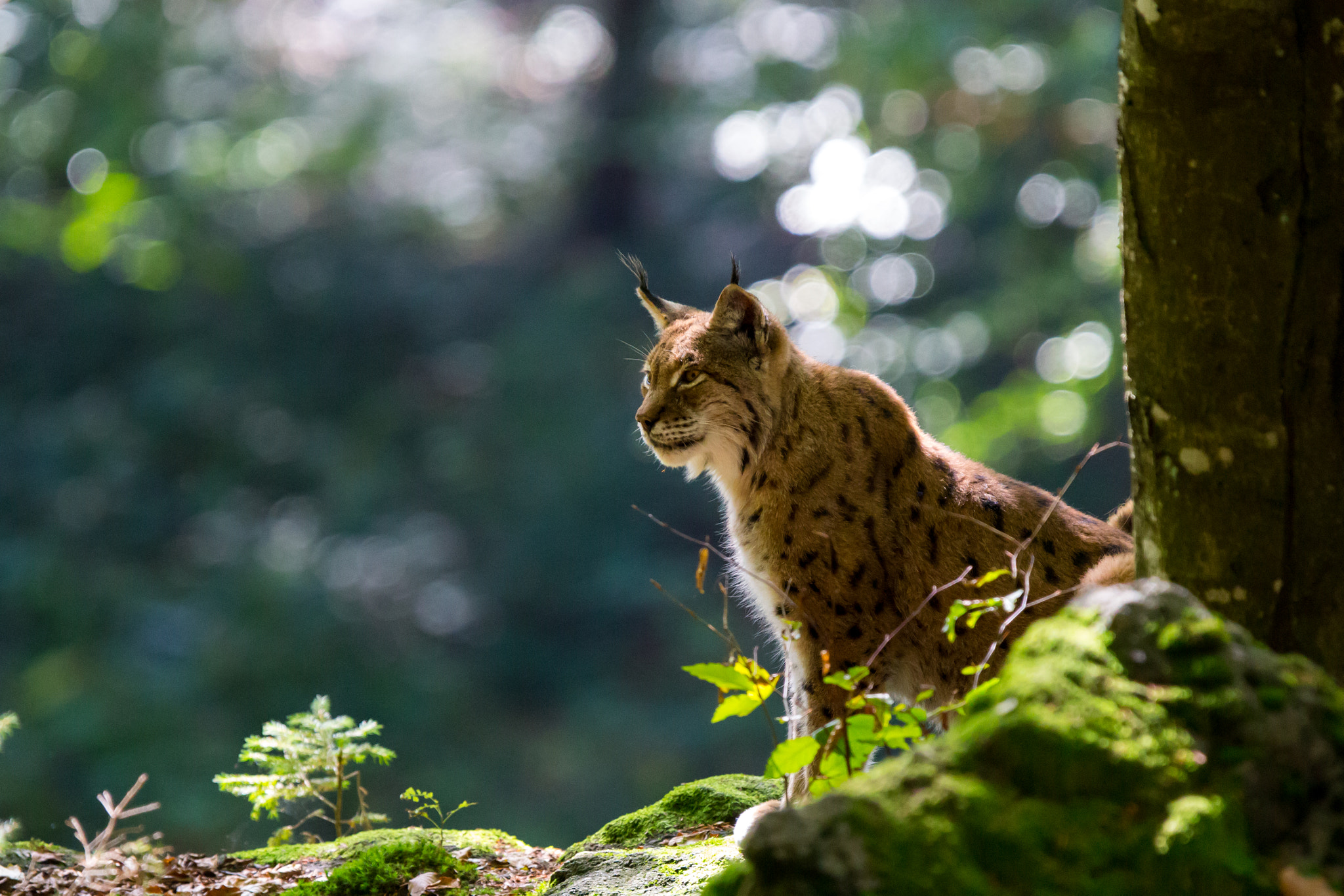 Canon EF 300mm F2.8L IS USM sample photo. Lynx photography