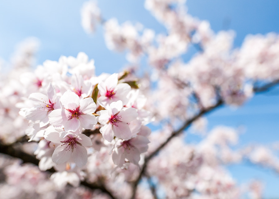 Canon EOS-1Ds Mark II + Sigma 20mm F1.4 DG HSM Art sample photo. Blossoms photography