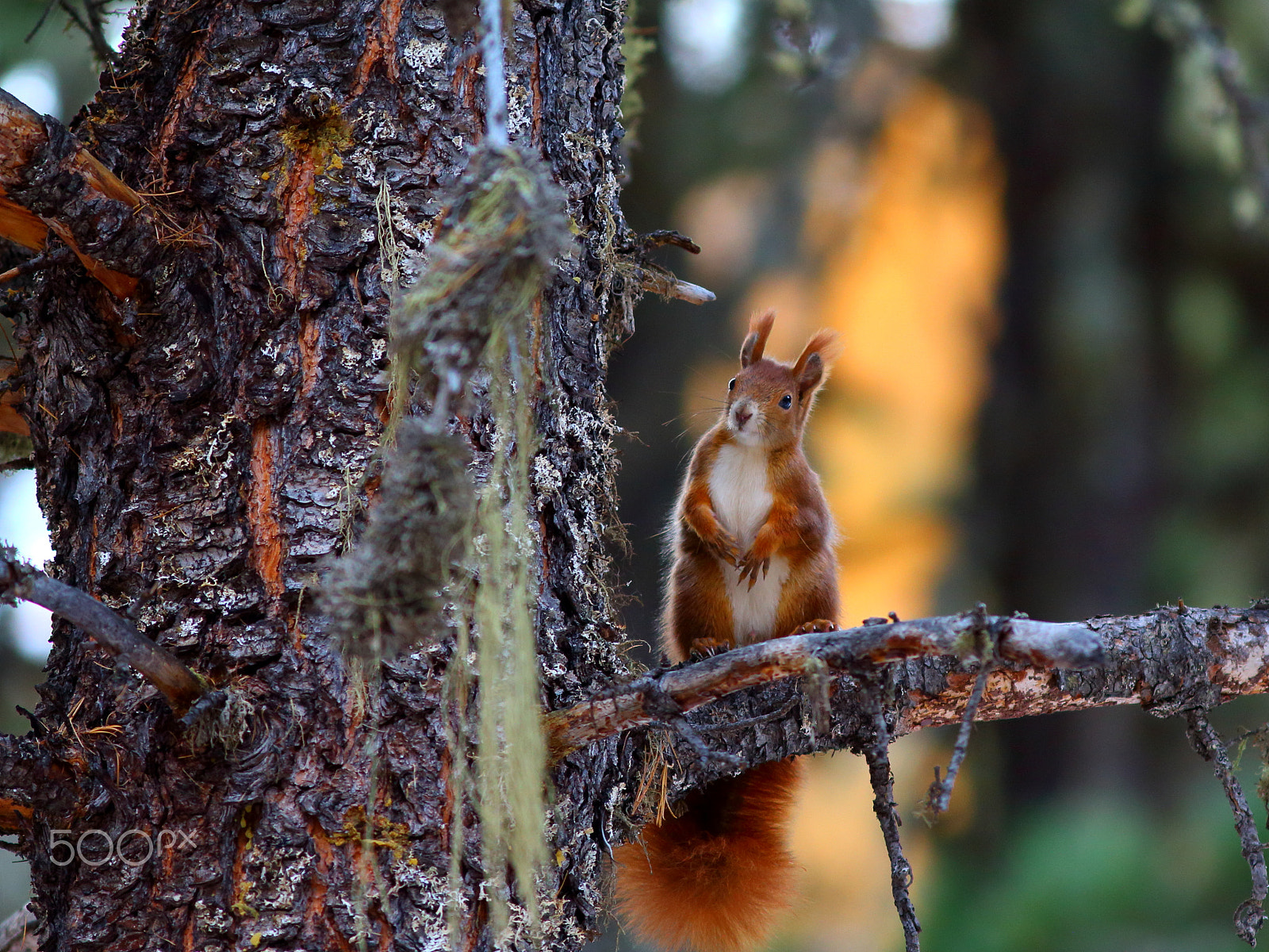 Canon EF 300mm F4L IS USM sample photo. Eichhörnchen photography