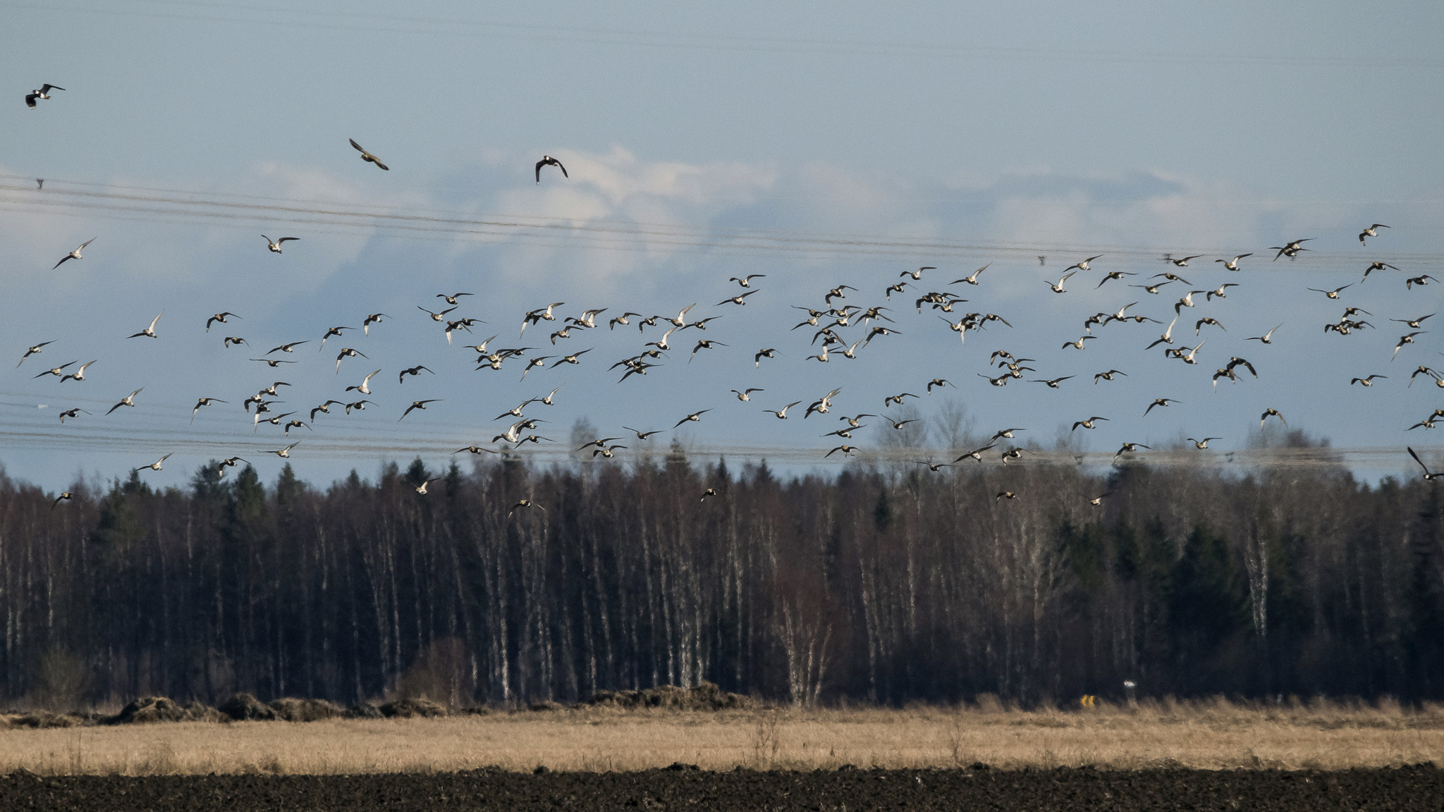 Sigma 150-500mm F5-6.3 DG OS HSM sample photo. . photography