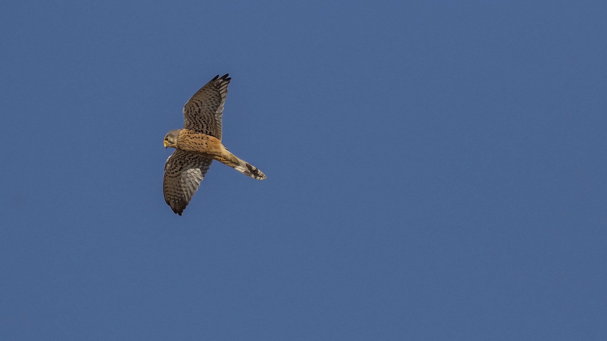 Sigma 150-500mm F5-6.3 DG OS HSM sample photo. Kestrel. photography