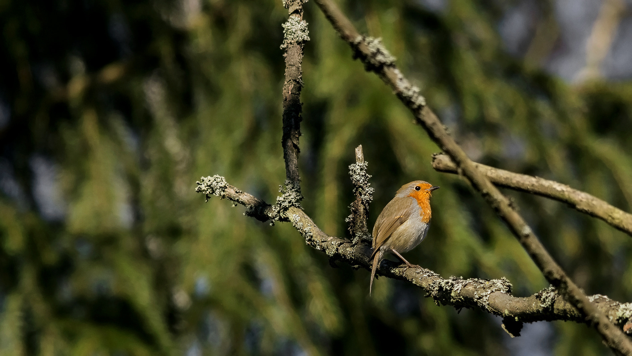 Sigma 150-500mm F5-6.3 DG OS HSM sample photo. European robin. photography