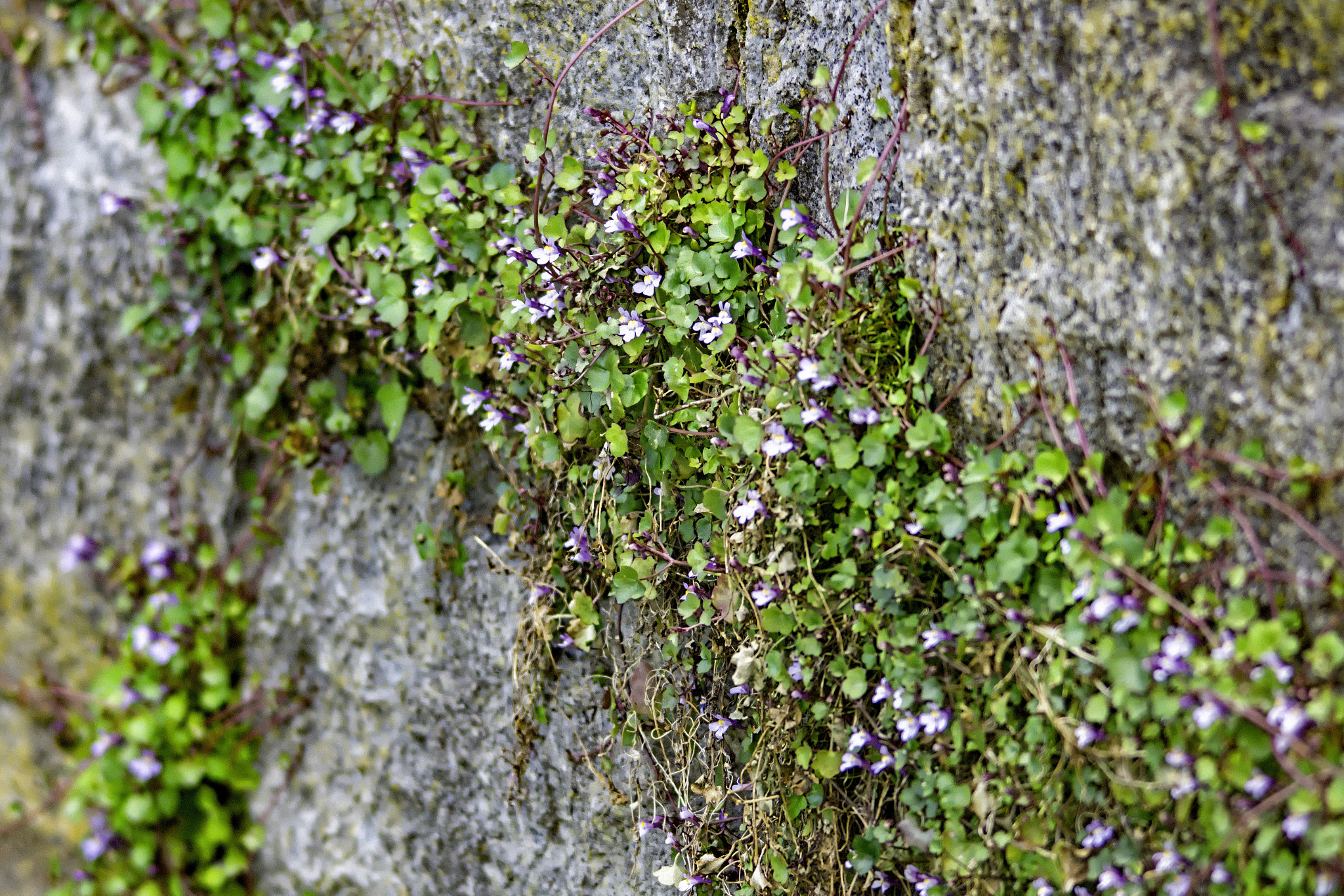 Sigma 150-500mm F5-6.3 DG OS HSM sample photo. Creeping beauty photography