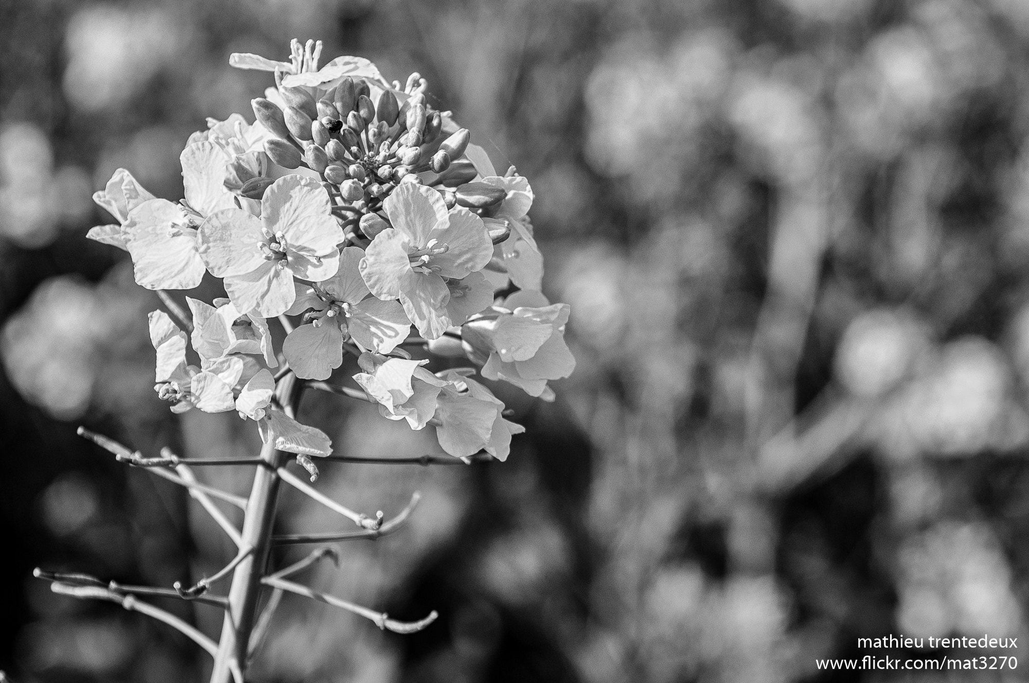 Sigma 17-70mm F2.8-4 DC Macro OS HSM | C sample photo. Colza pour l'hmbt photography