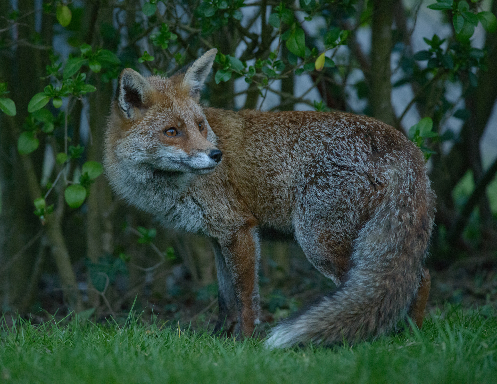 AF-S Nikkor 300mm f/2.8D IF-ED II sample photo. Foxy lady photography