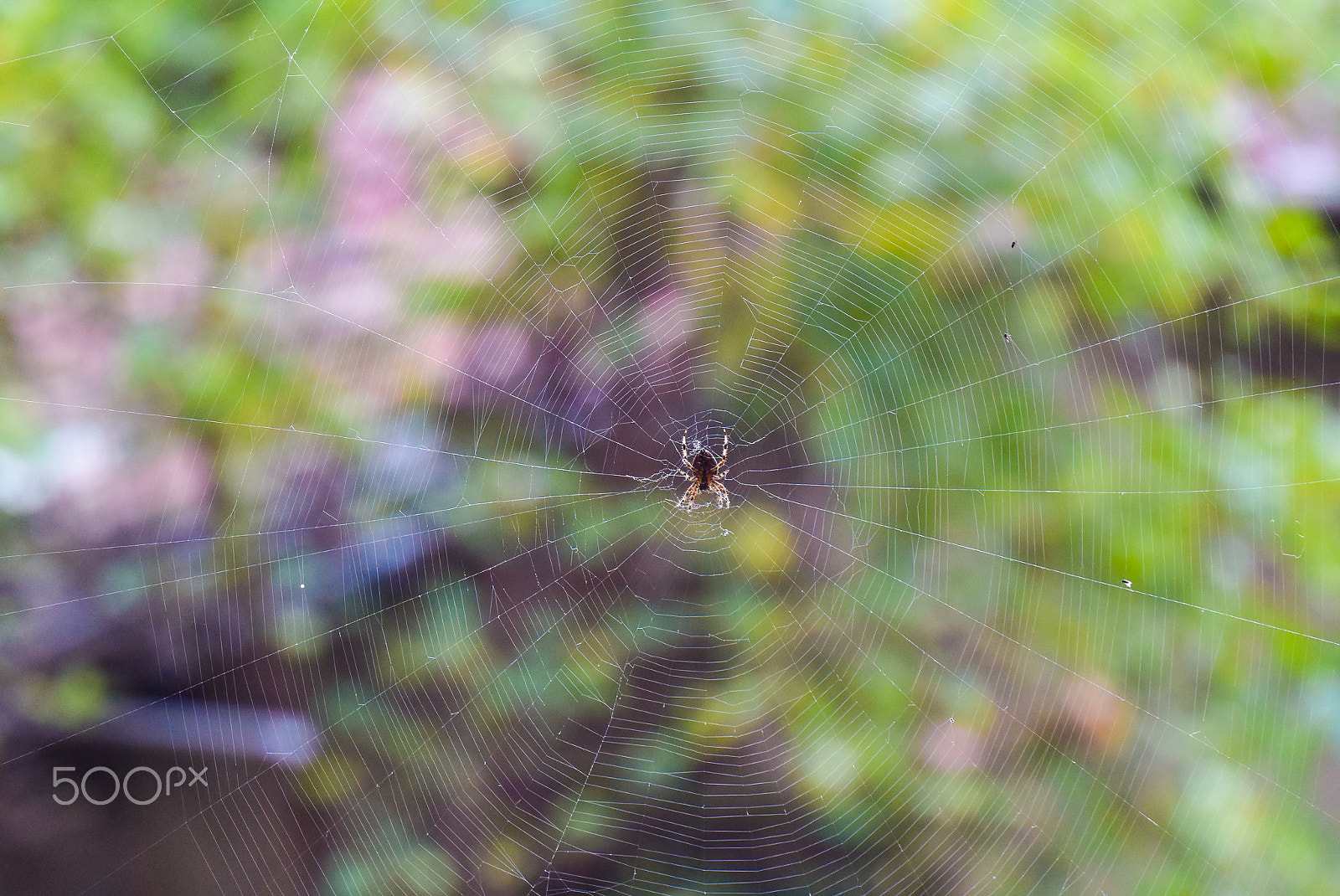 Nikon 1 Nikkor VR 30-110mm F3.8-5.6 sample photo. Spider on the web photography