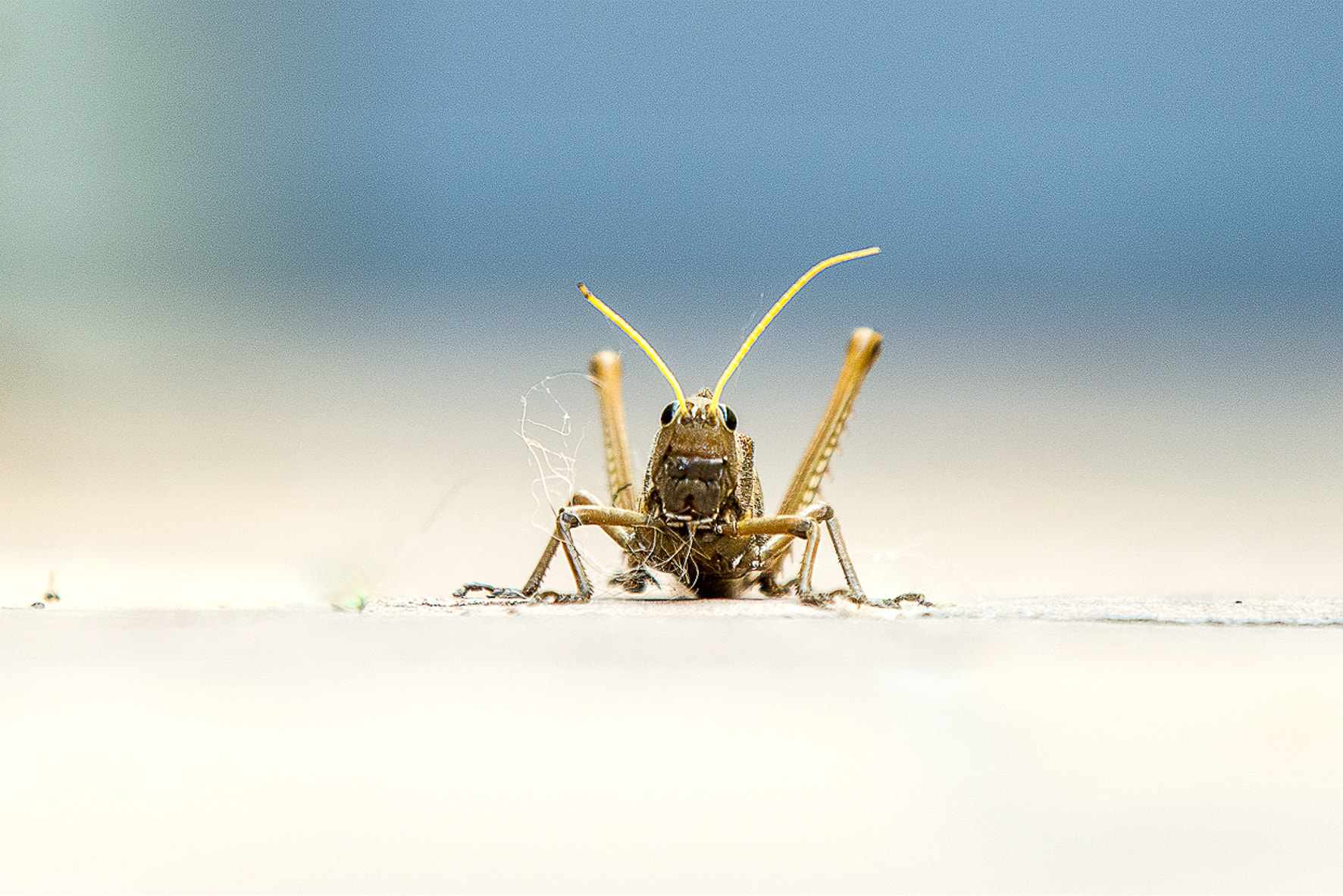 AF-S Zoom-Nikkor 80-200mm f/2.8D IF-ED sample photo. Postales photography