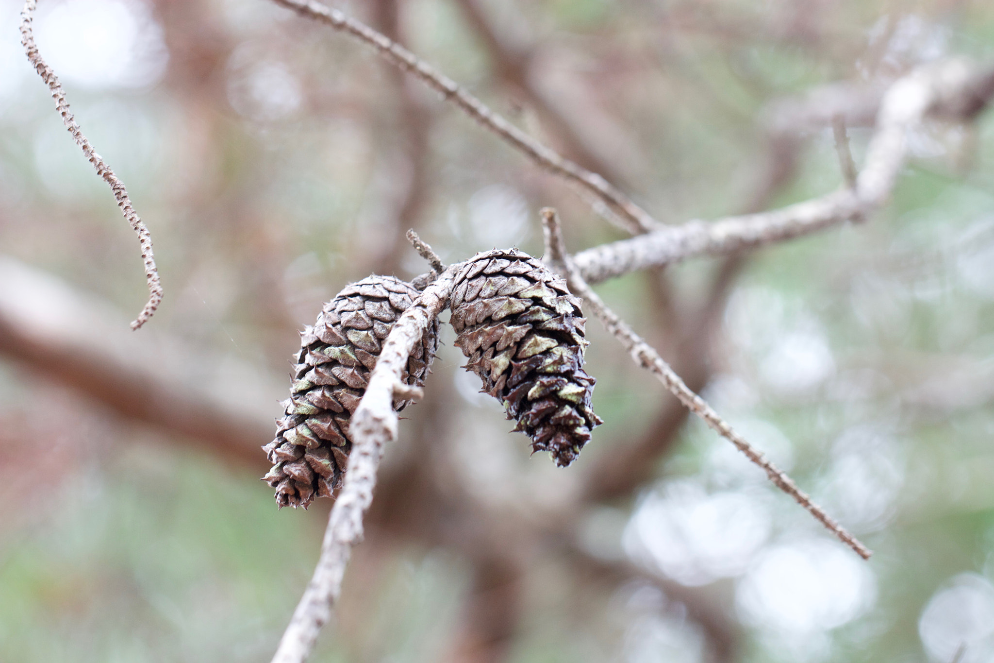 Canon EOS 450D (EOS Rebel XSi / EOS Kiss X2) sample photo. Pine cones photography