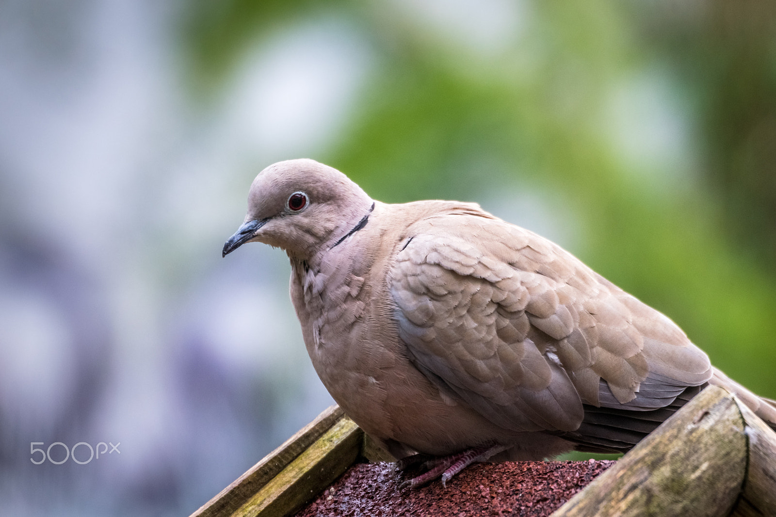 Sigma 50-500mm F4.5-6.3 DG OS HSM sample photo. Collared dove photography