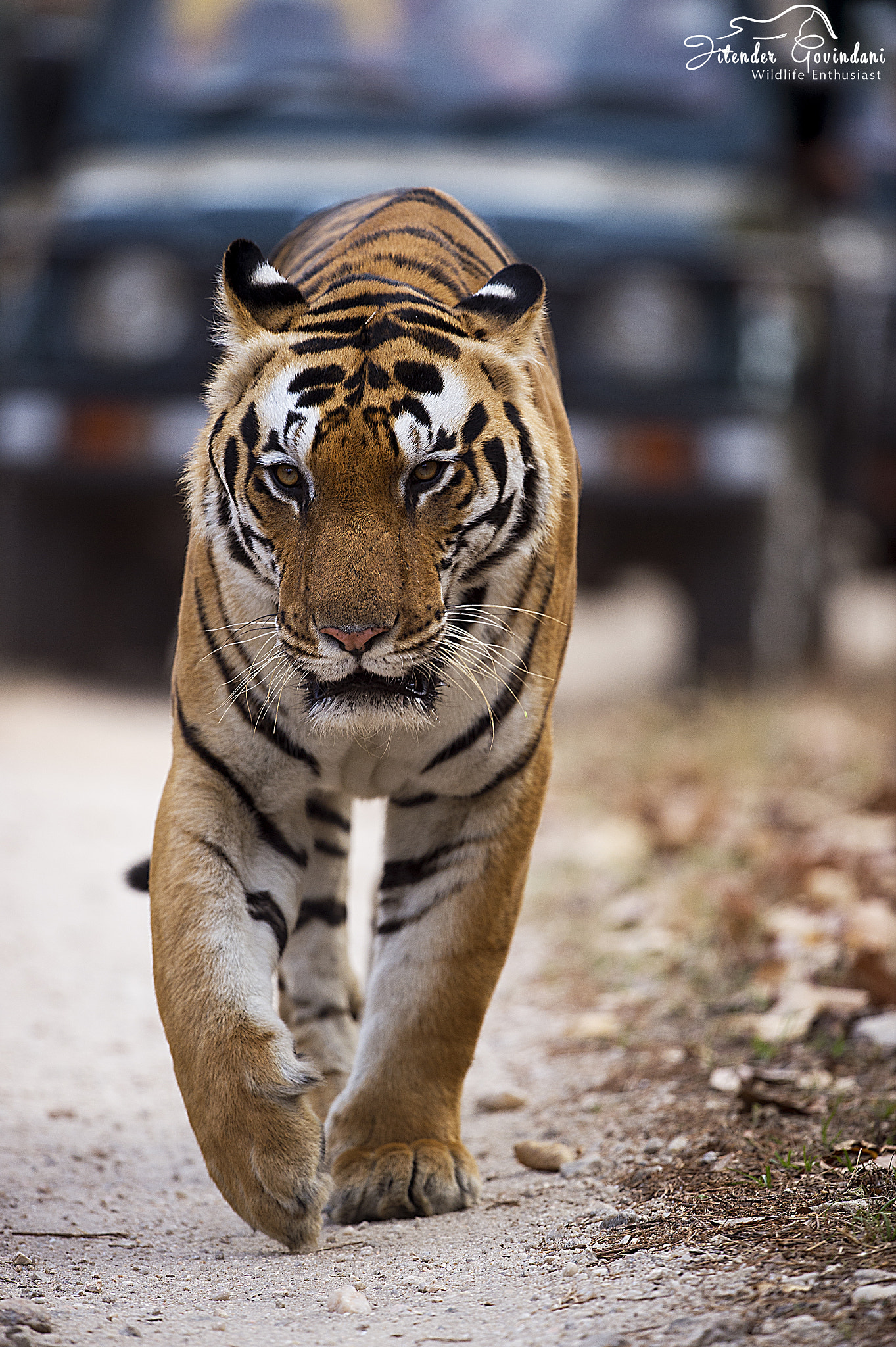 Nikon D4S + Nikon AF-S Nikkor 500mm F4G ED VR sample photo. Chota munna head on photography