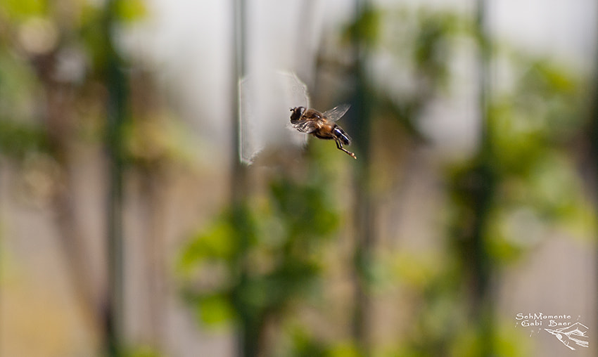 Olympus E-620 (EVOLT E-620) + Sigma 55-200mm F4-5.6 DC sample photo. Flying jumper photography