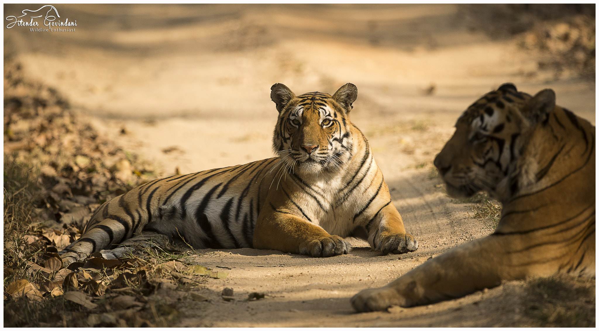 Nikon D610 + Nikon AF-S Nikkor 500mm F4G ED VR sample photo. Mating tigress photography