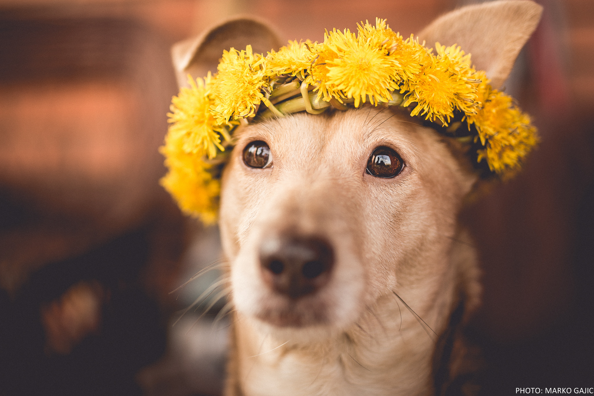 Nikon D7200 sample photo. My crazy dog :) photography