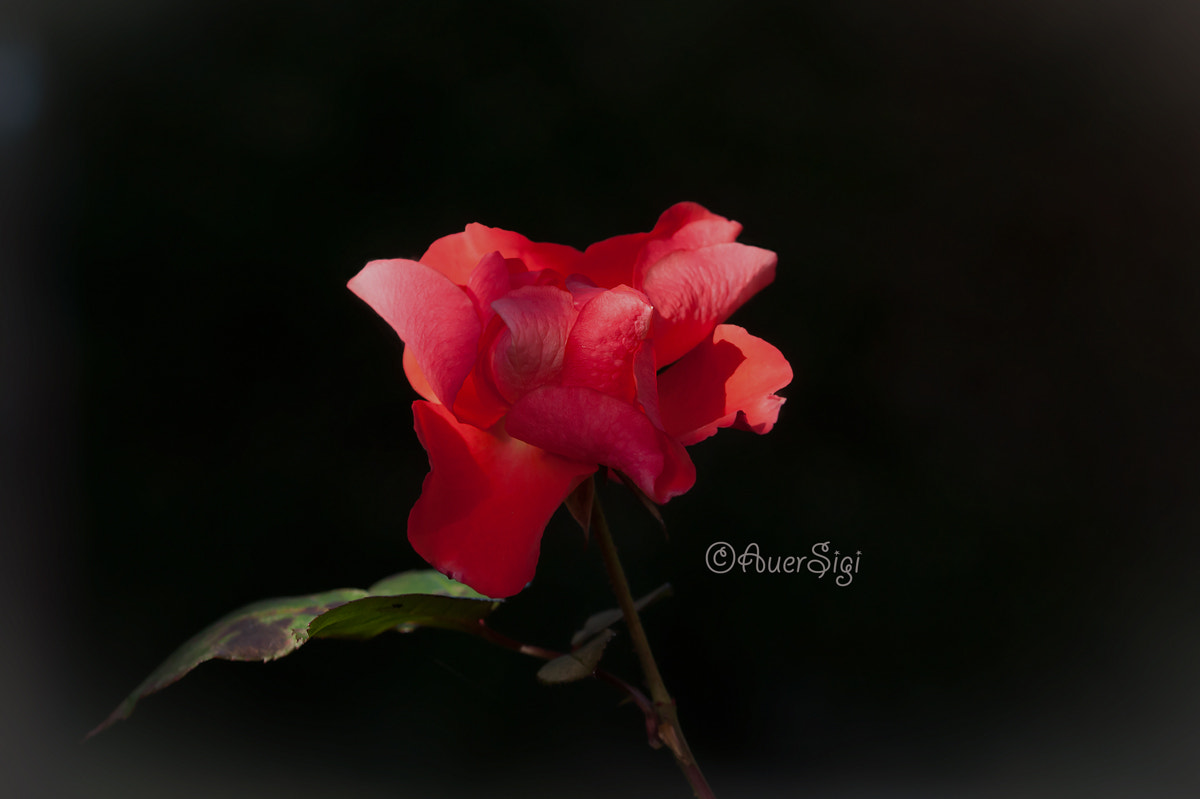 Sigma 105mm F2.8 EX DG OS HSM sample photo. 37.jpg photography