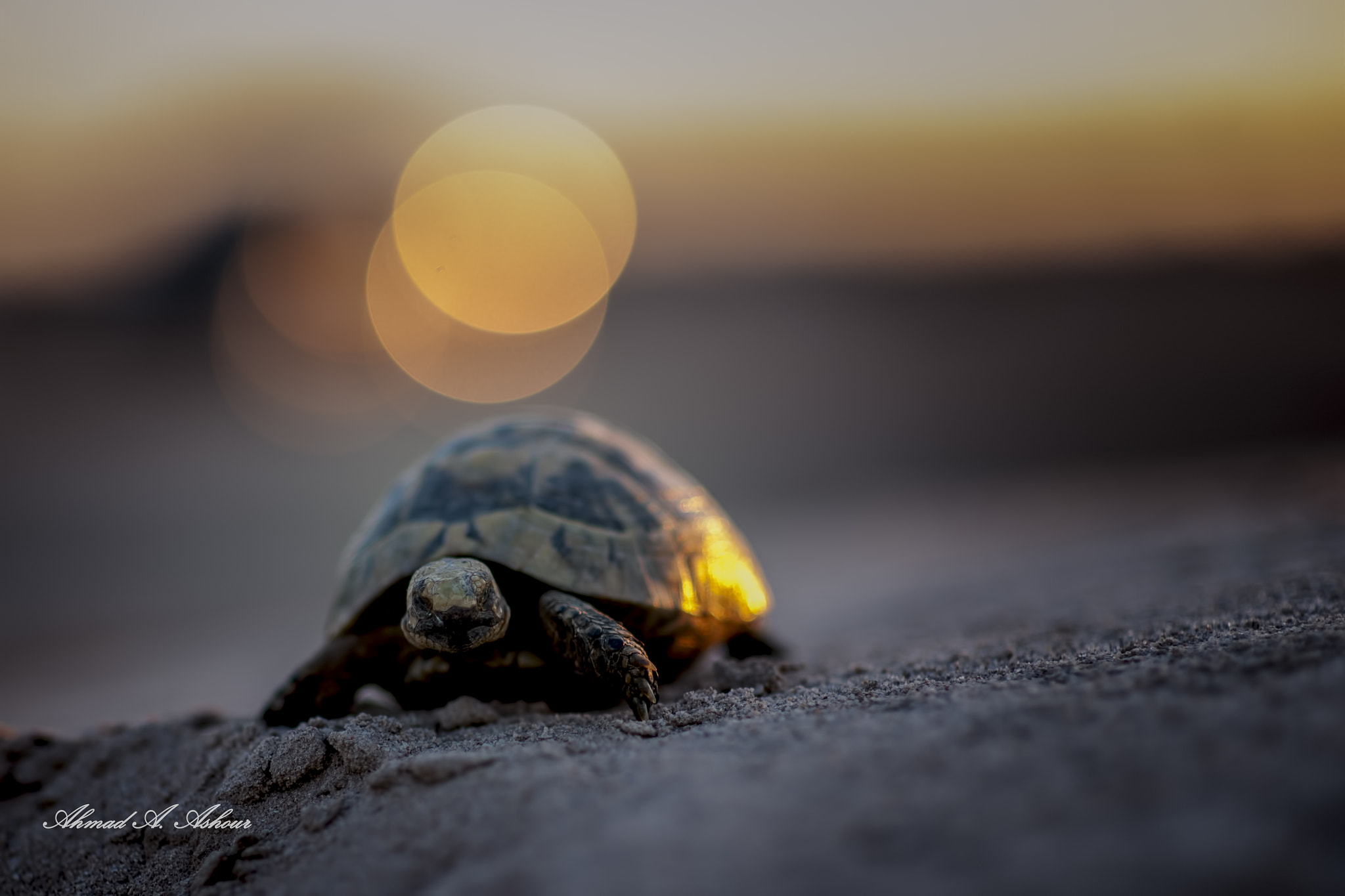 Nikon D3X + Sigma 85mm F1.4 EX DG HSM sample photo. Slow sunset  photography
