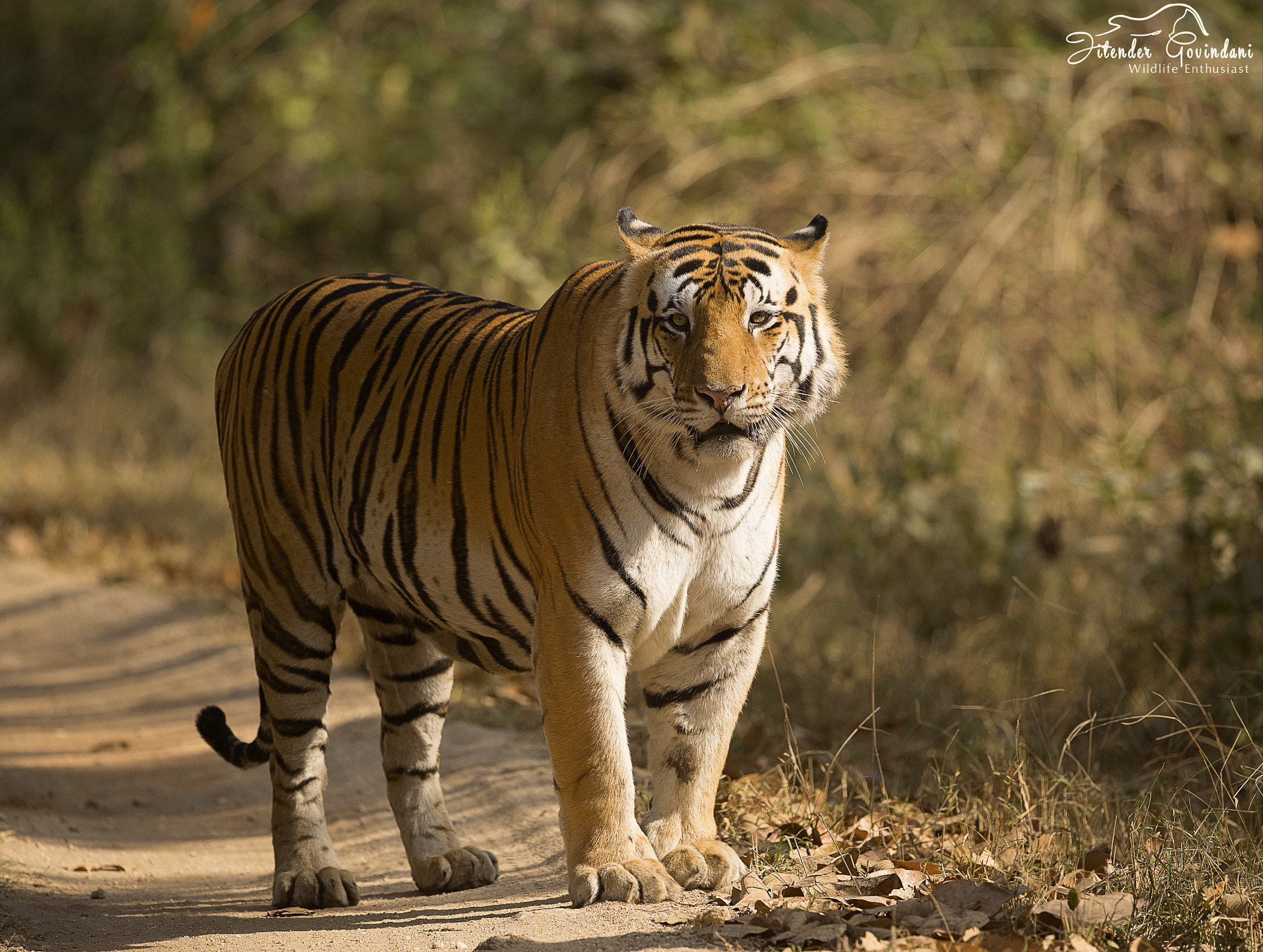 Nikon D610 + Nikon AF-S Nikkor 500mm F4G ED VR sample photo. Bheema head on photography