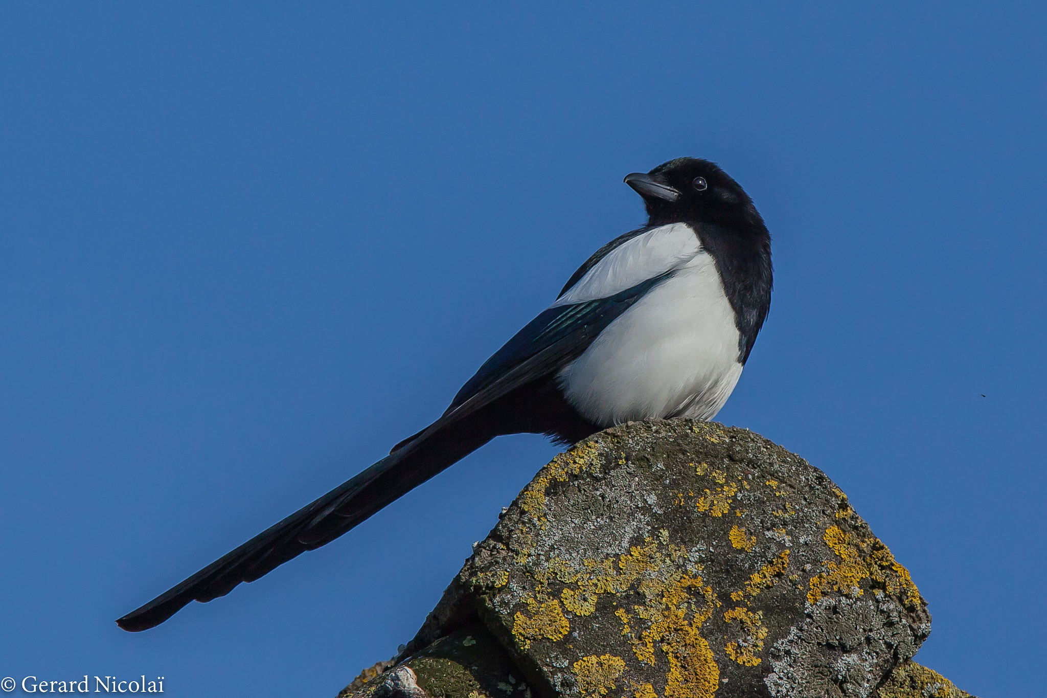 Canon EF 300mm F2.8L IS USM sample photo. Magpie photography