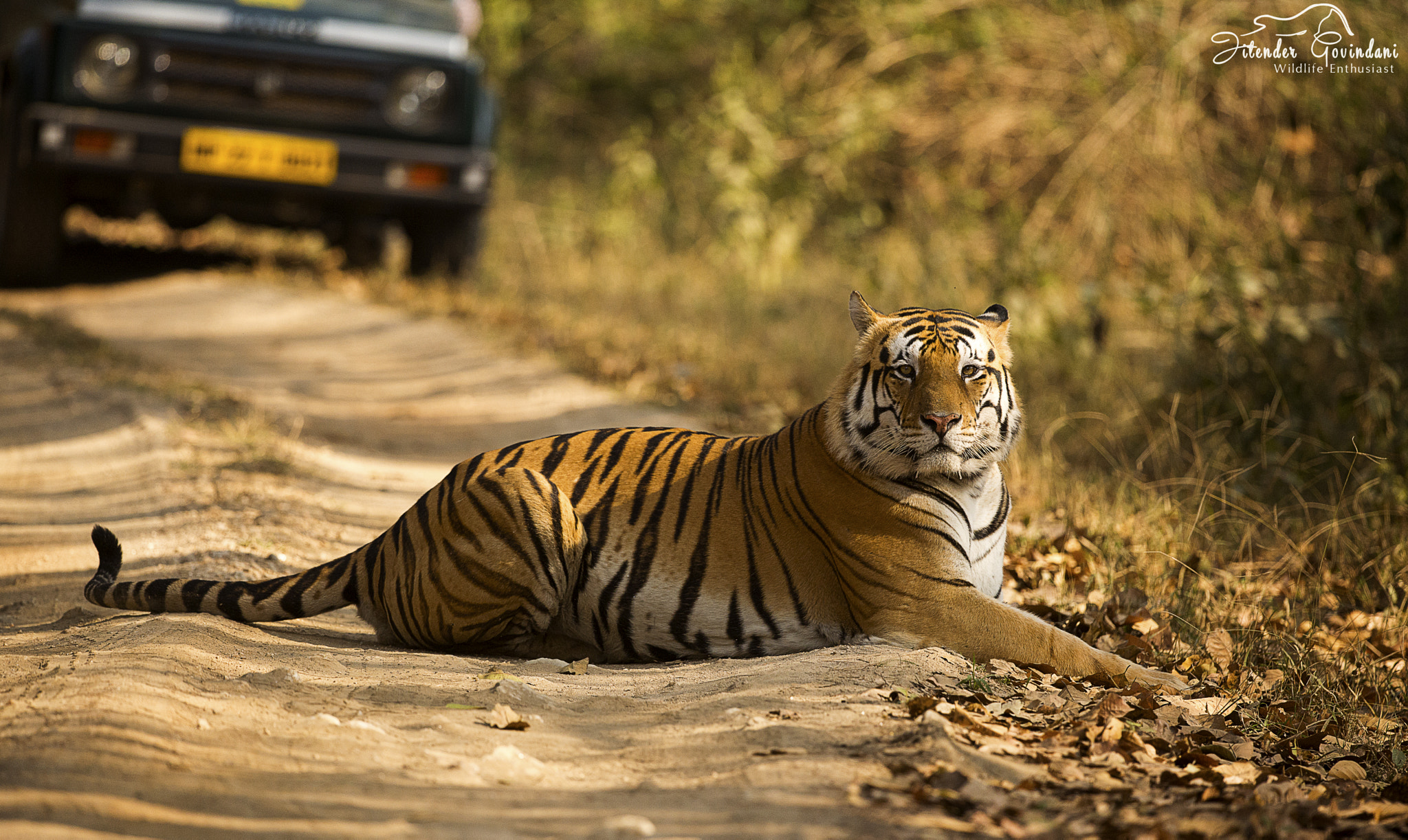 Nikon D610 + Nikon AF-S Nikkor 500mm F4G ED VR sample photo. Bheema sitting side on photography