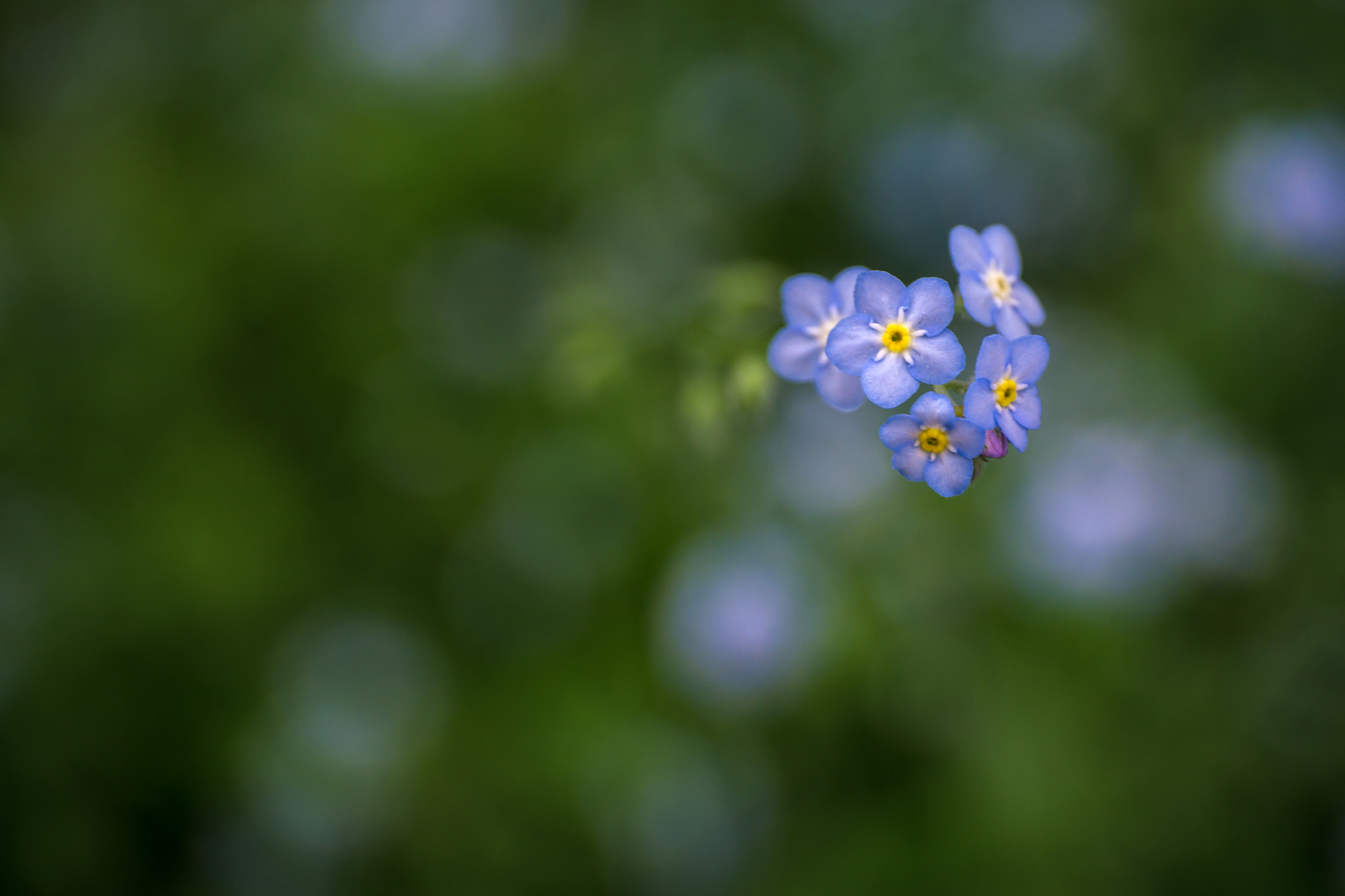 Sony a6000 + E 50mm F2.8 sample photo