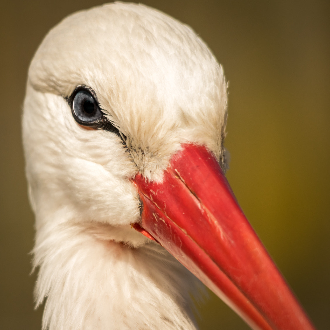 Sigma 150-500mm F5-6.3 DG OS HSM sample photo. White stork up close... photography