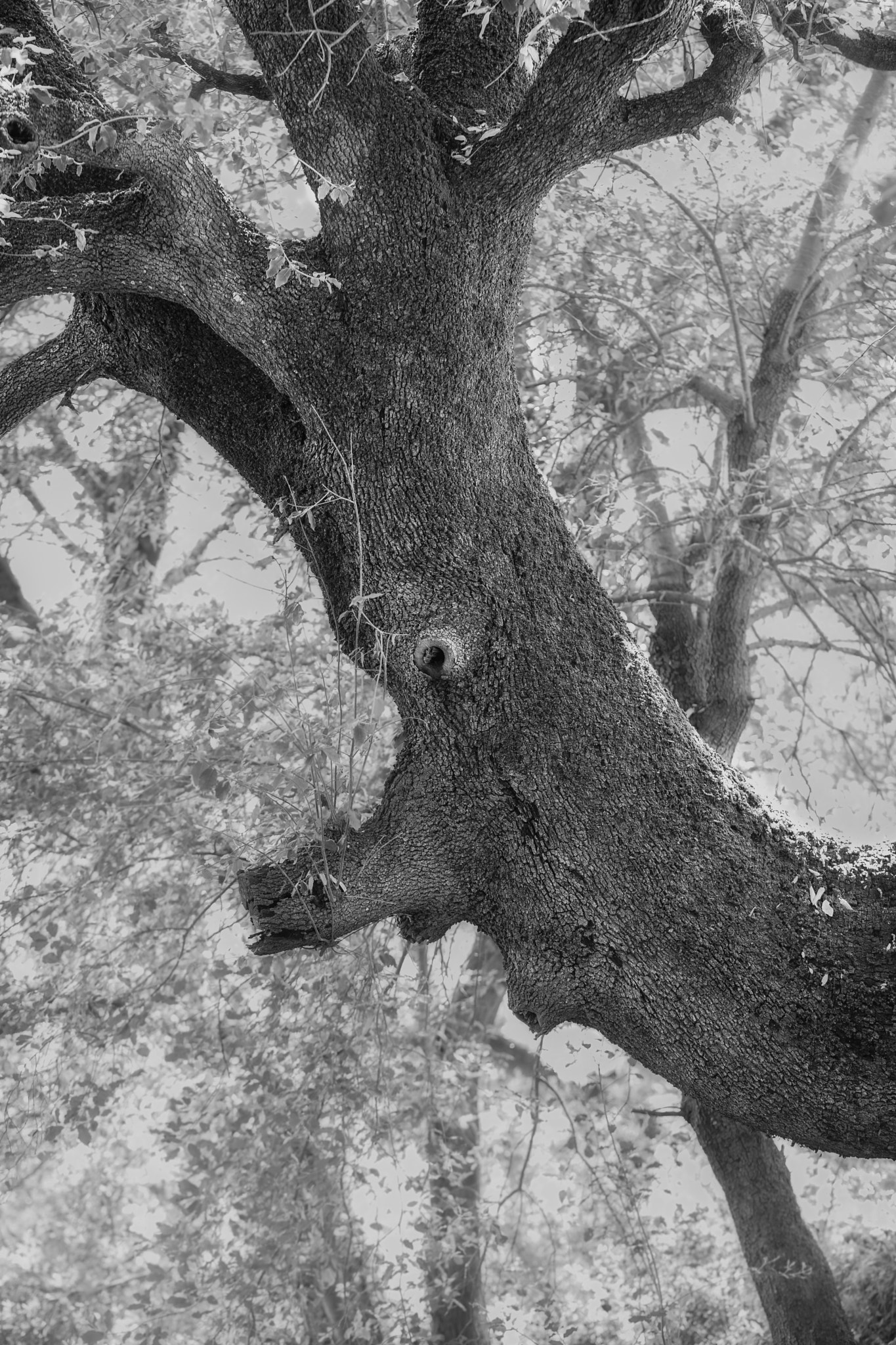 Sony a7 II + 100mm F2.8 OSS sample photo. Ent from middle-earth photography