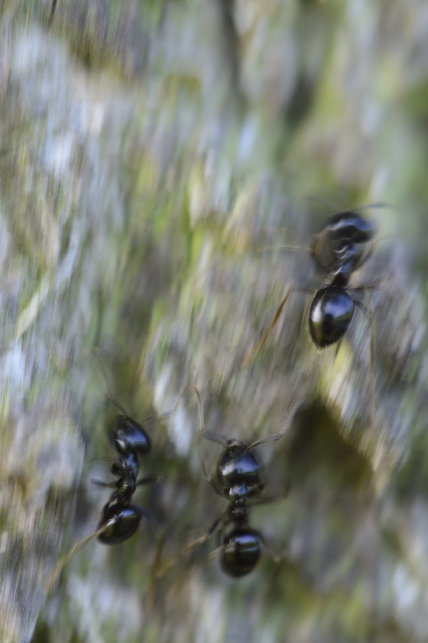 Sigma 150mm F2.8 EX DG Macro HSM sample photo. Ameisen auf birke photography