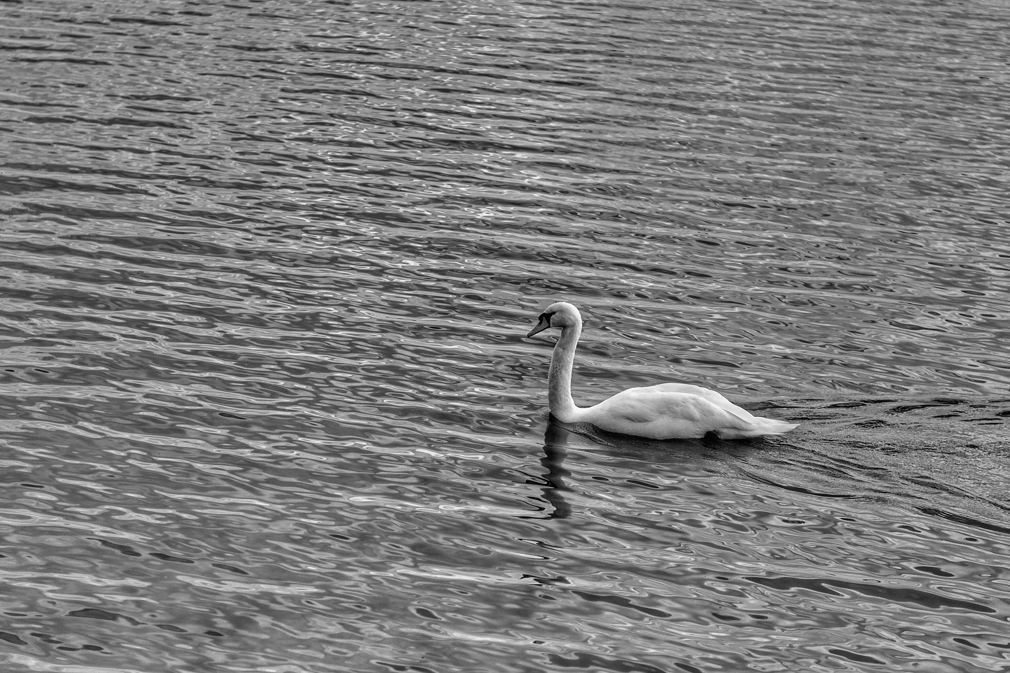 Panasonic Leica DG Nocticron 42.5mm F1.2 ASPH OIS sample photo. Lonely photography