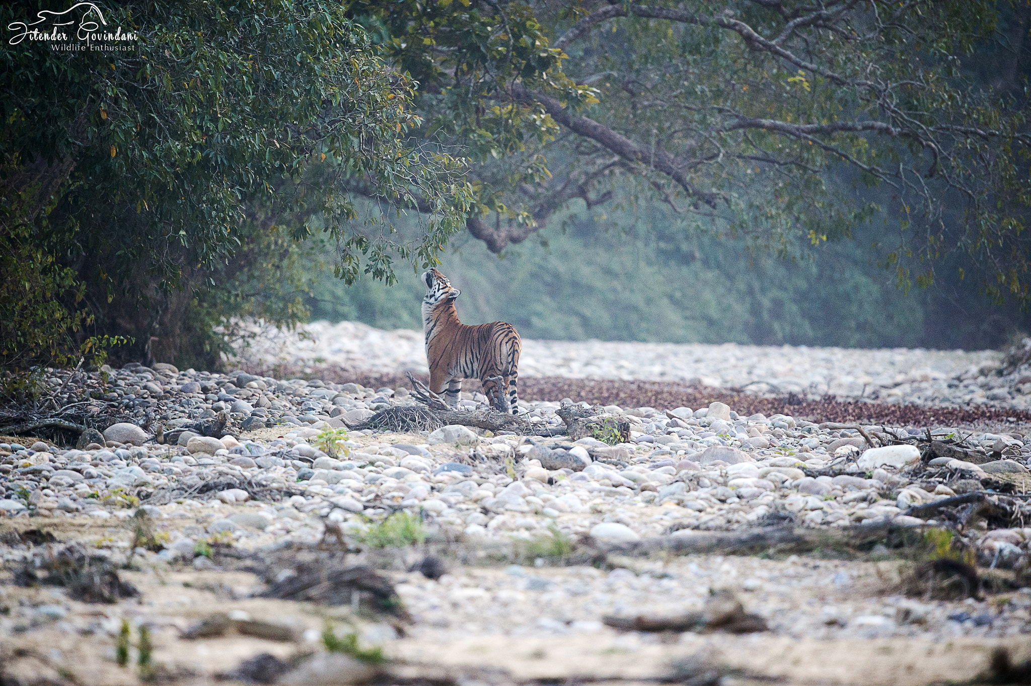 Nikon D4S + Nikon AF-S Nikkor 500mm F4G ED VR sample photo. Tigress rokhad photography