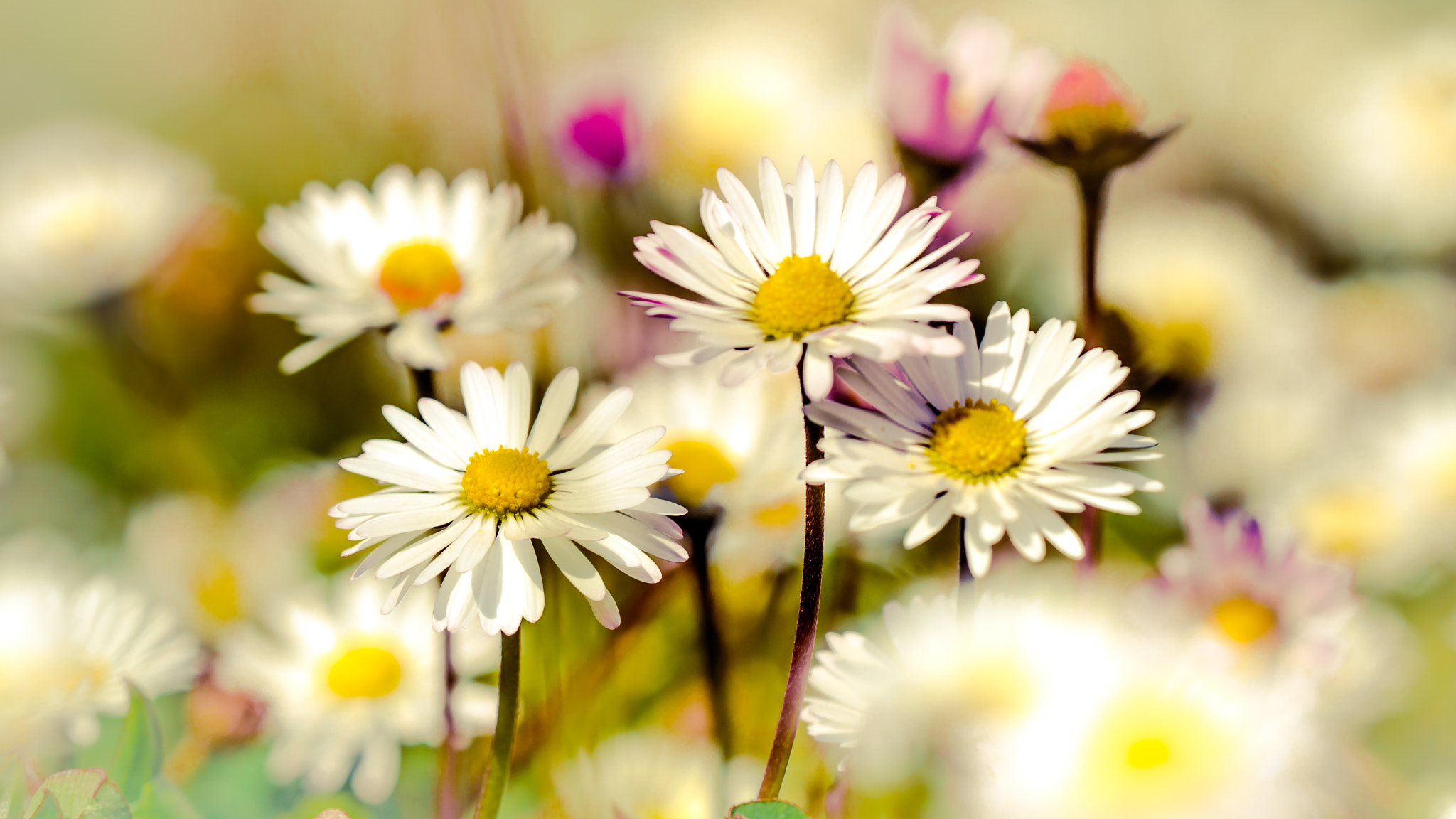 Sigma 150mm F2.8 EX DG OS Macro HSM sample photo. Paquerettes photography