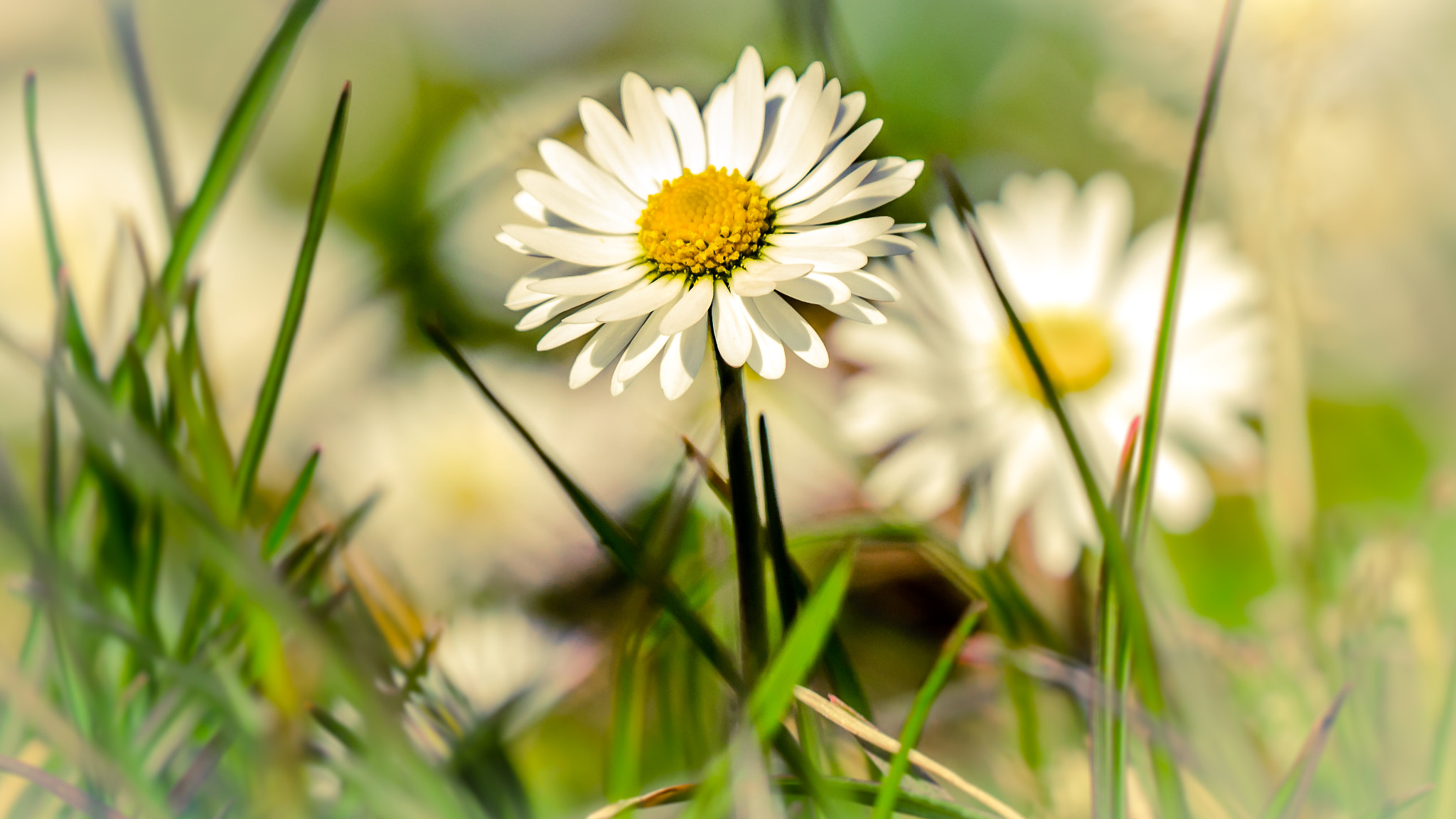 Sigma 150mm F2.8 EX DG OS Macro HSM sample photo. Paquerettes photography
