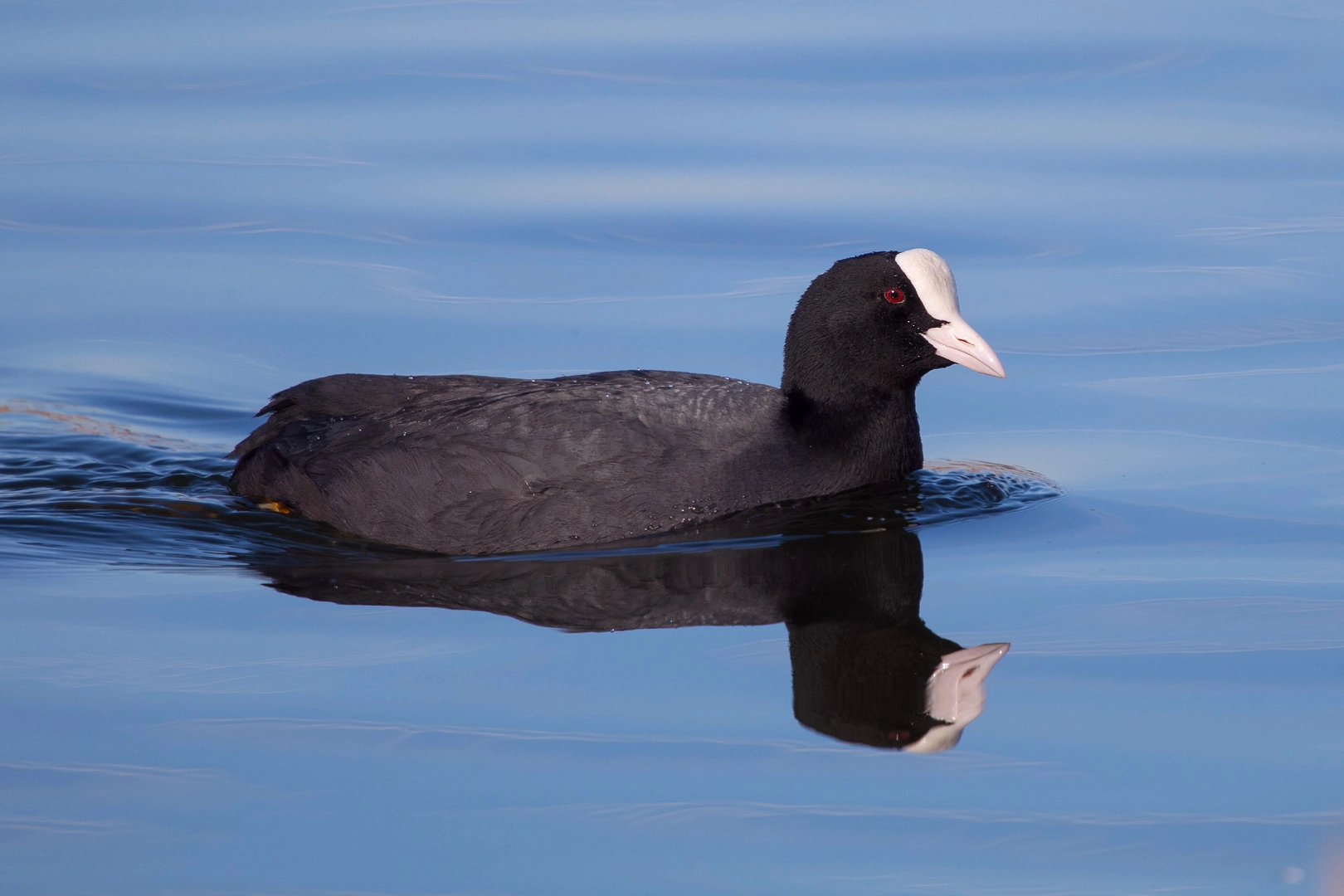 Canon EF 100-400mm F4.5-5.6L IS USM sample photo. Eurasian coot photography