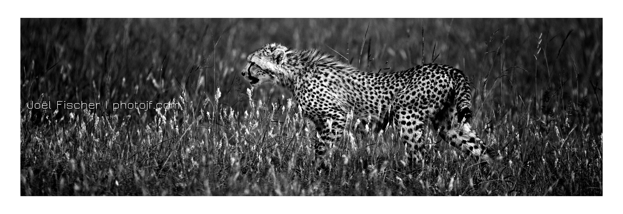 Sigma 150-600mm F5-6.3 DG OS HSM | C sample photo. "l'apprenti" photography
