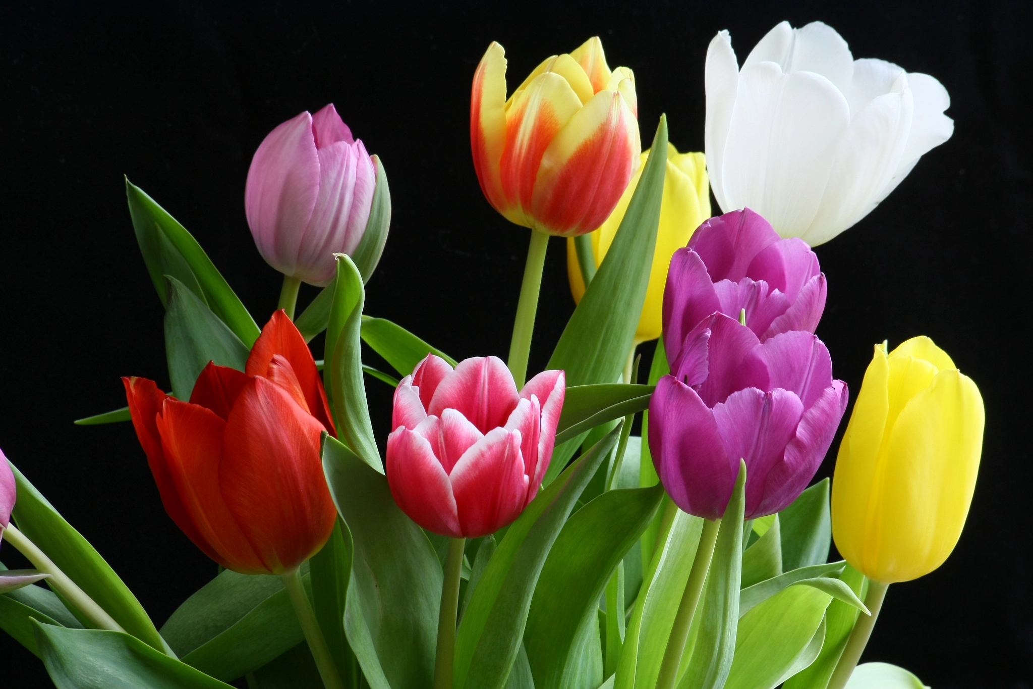 Sigma 70-300mm F4-5.6 APO DG Macro sample photo. Tulips photography