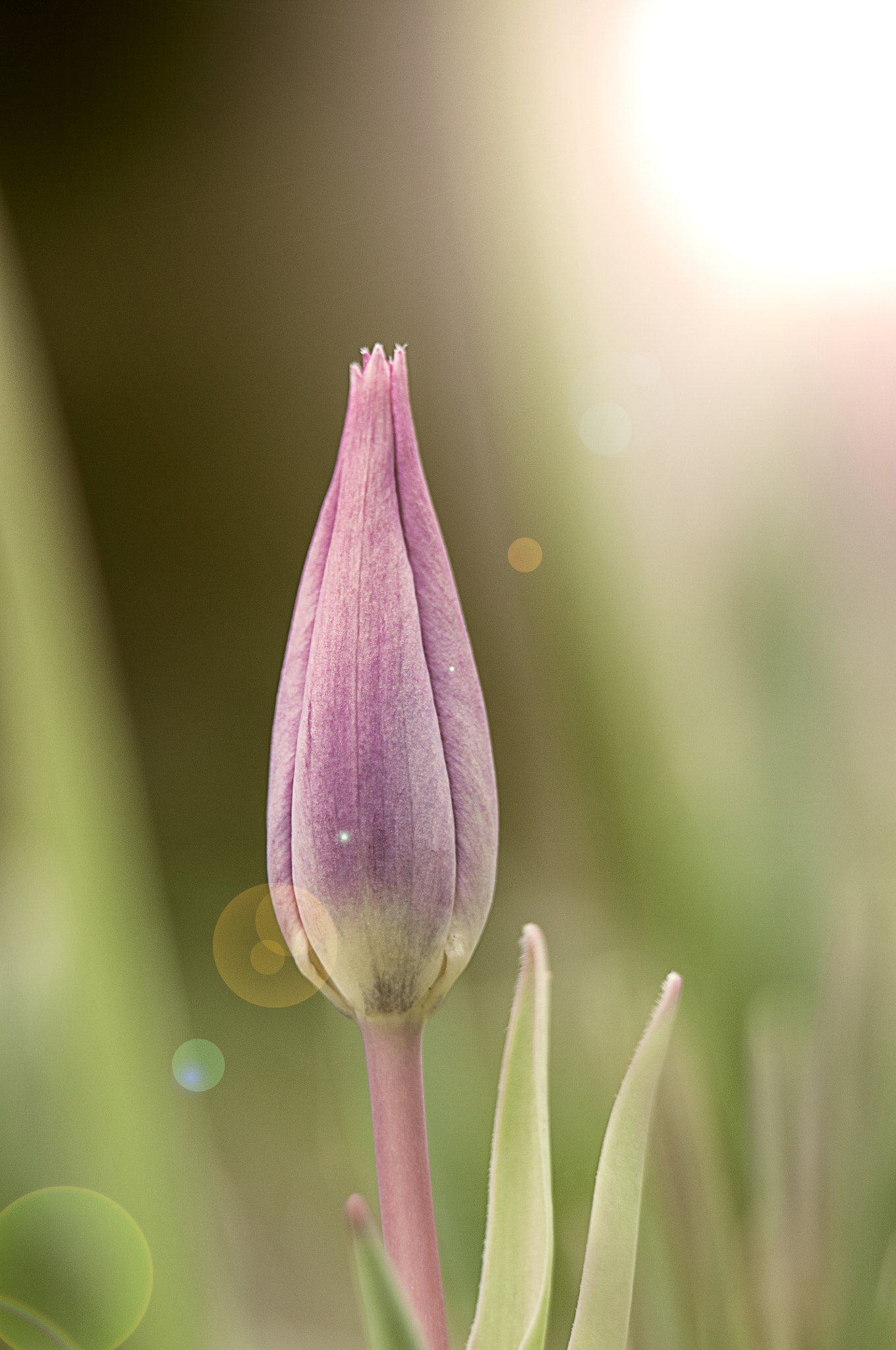 Nikon D300S sample photo. Tulip photography