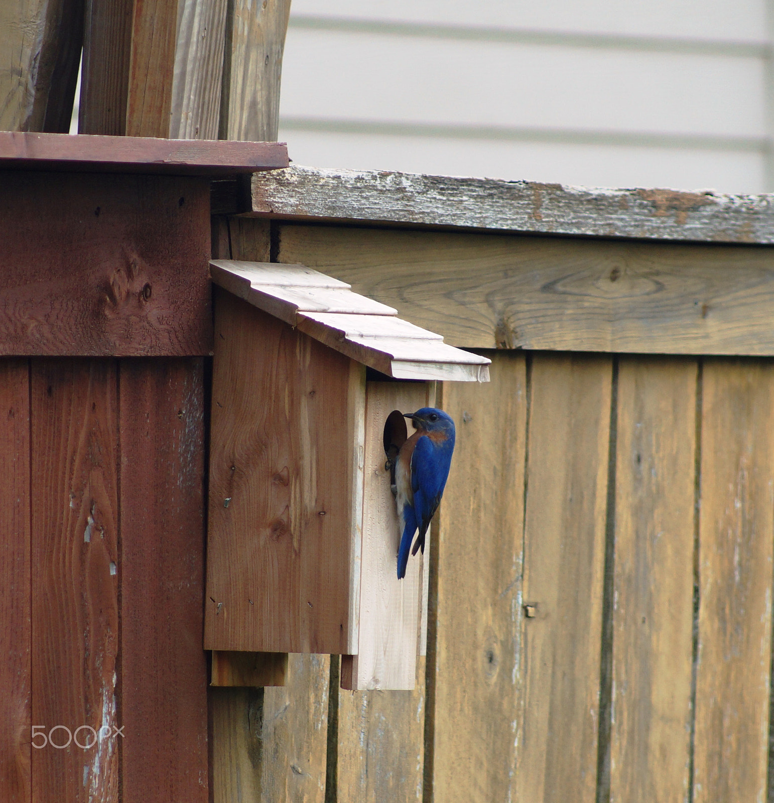 Sony 75-300mm F4.5-5.6 sample photo. Blue bird photography