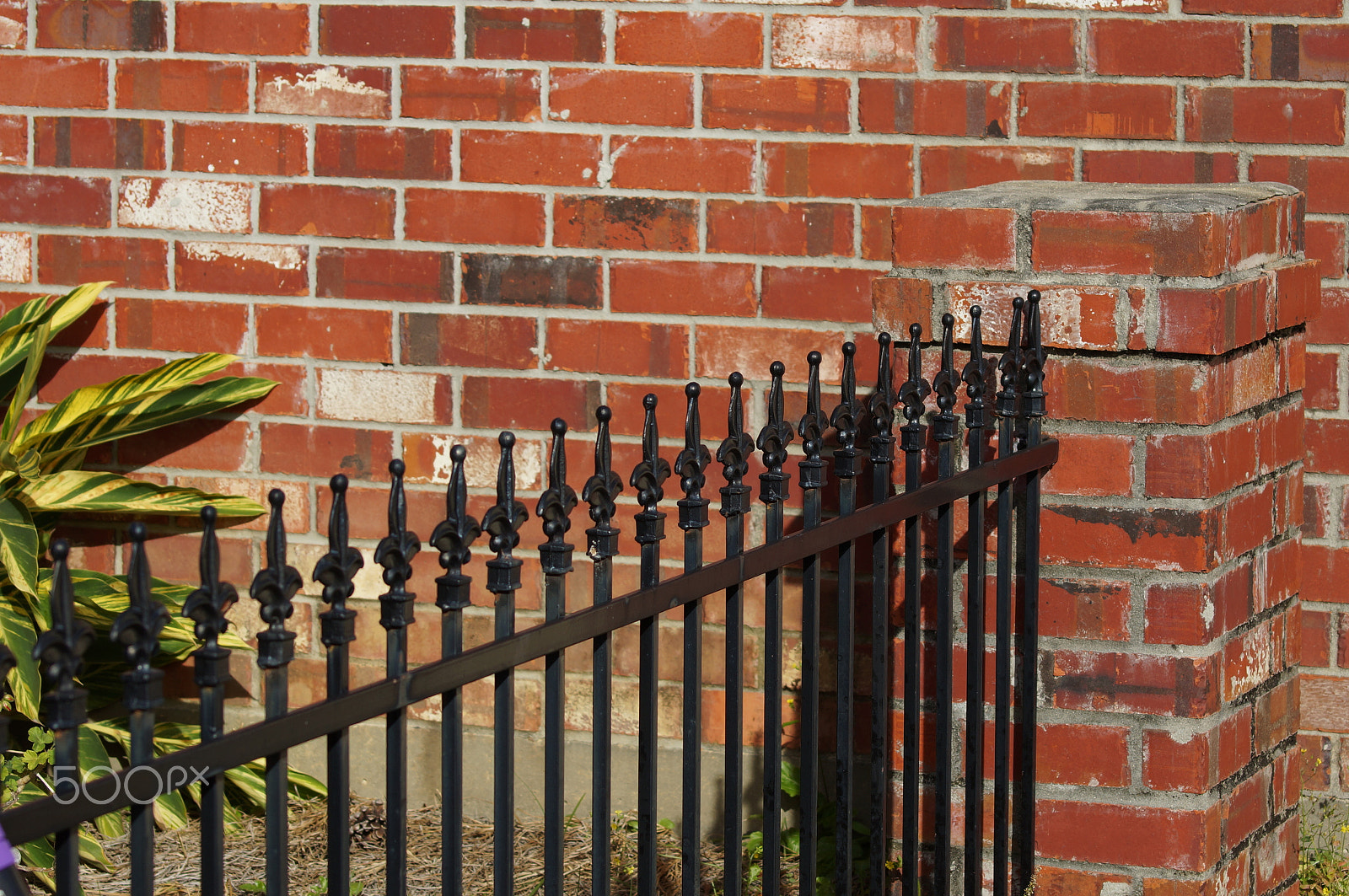Sony 75-300mm F4.5-5.6 sample photo. Fleur des les fence photography