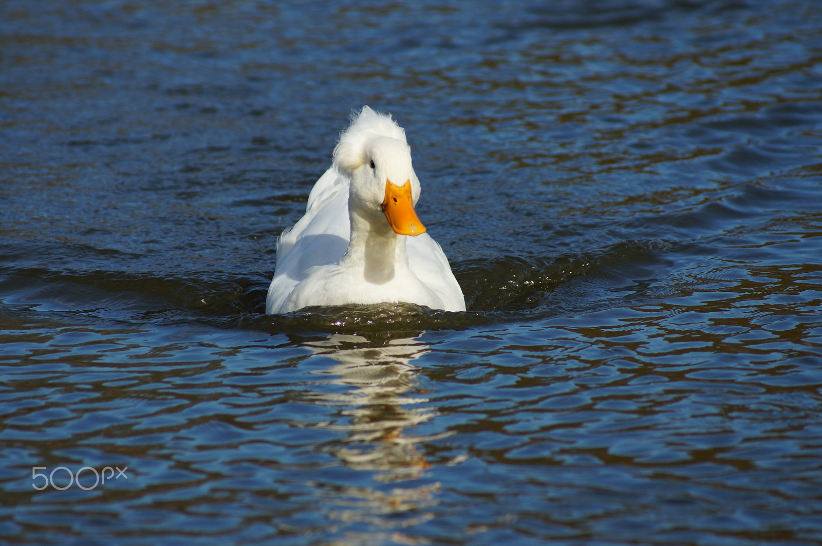 Sony 75-300mm F4.5-5.6 sample photo. Duck photography