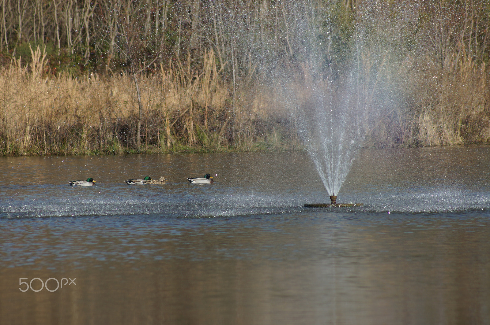Sony 75-300mm F4.5-5.6 sample photo. Pond with ducks photography