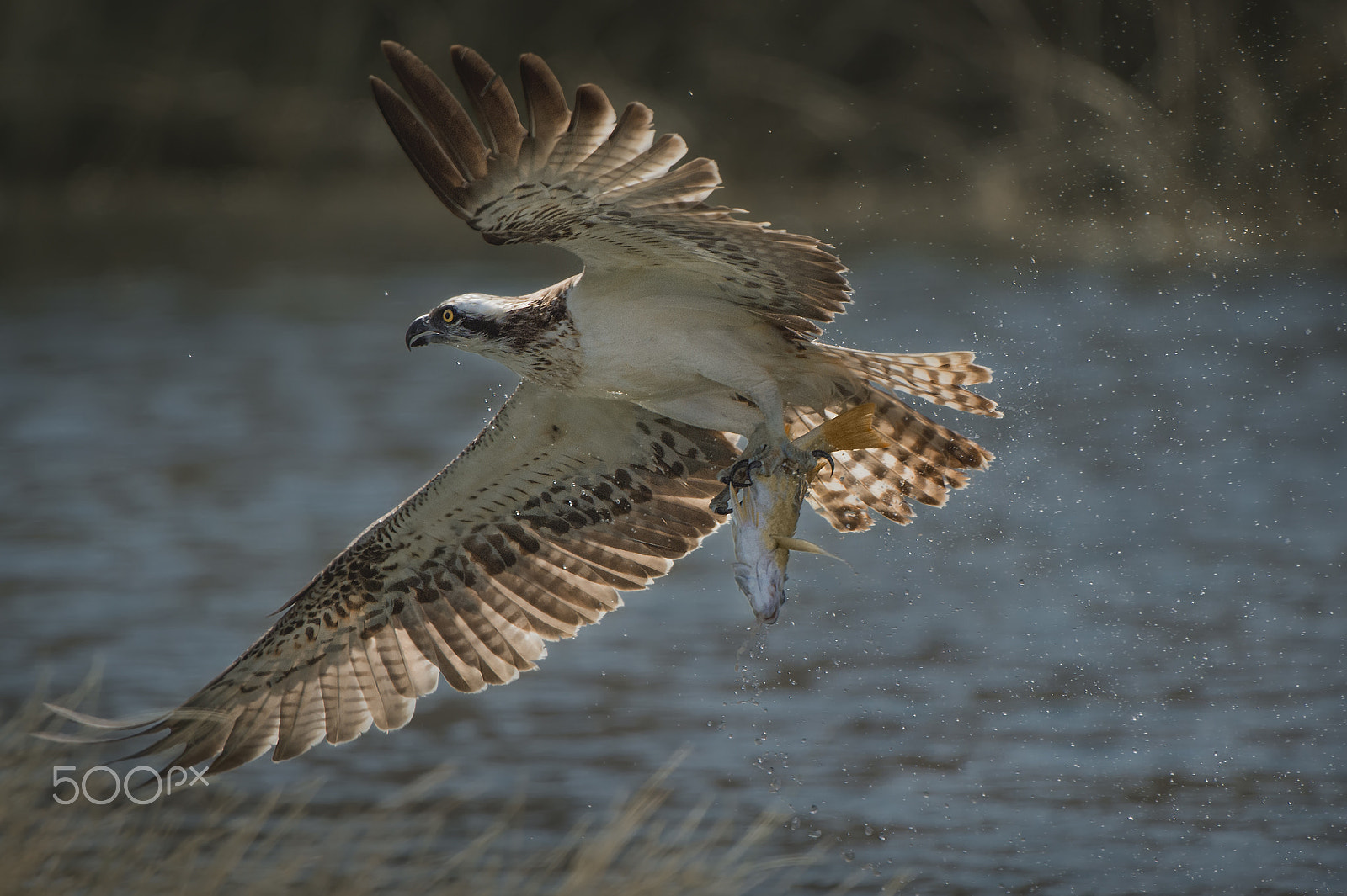 Nikon D4S sample photo. Ospry onslaught photography