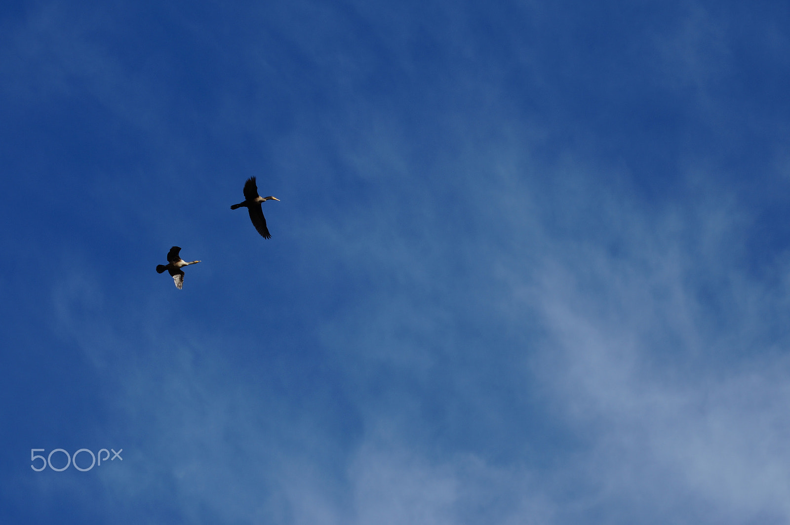 Sony 75-300mm F4.5-5.6 sample photo. Flying ducks photography