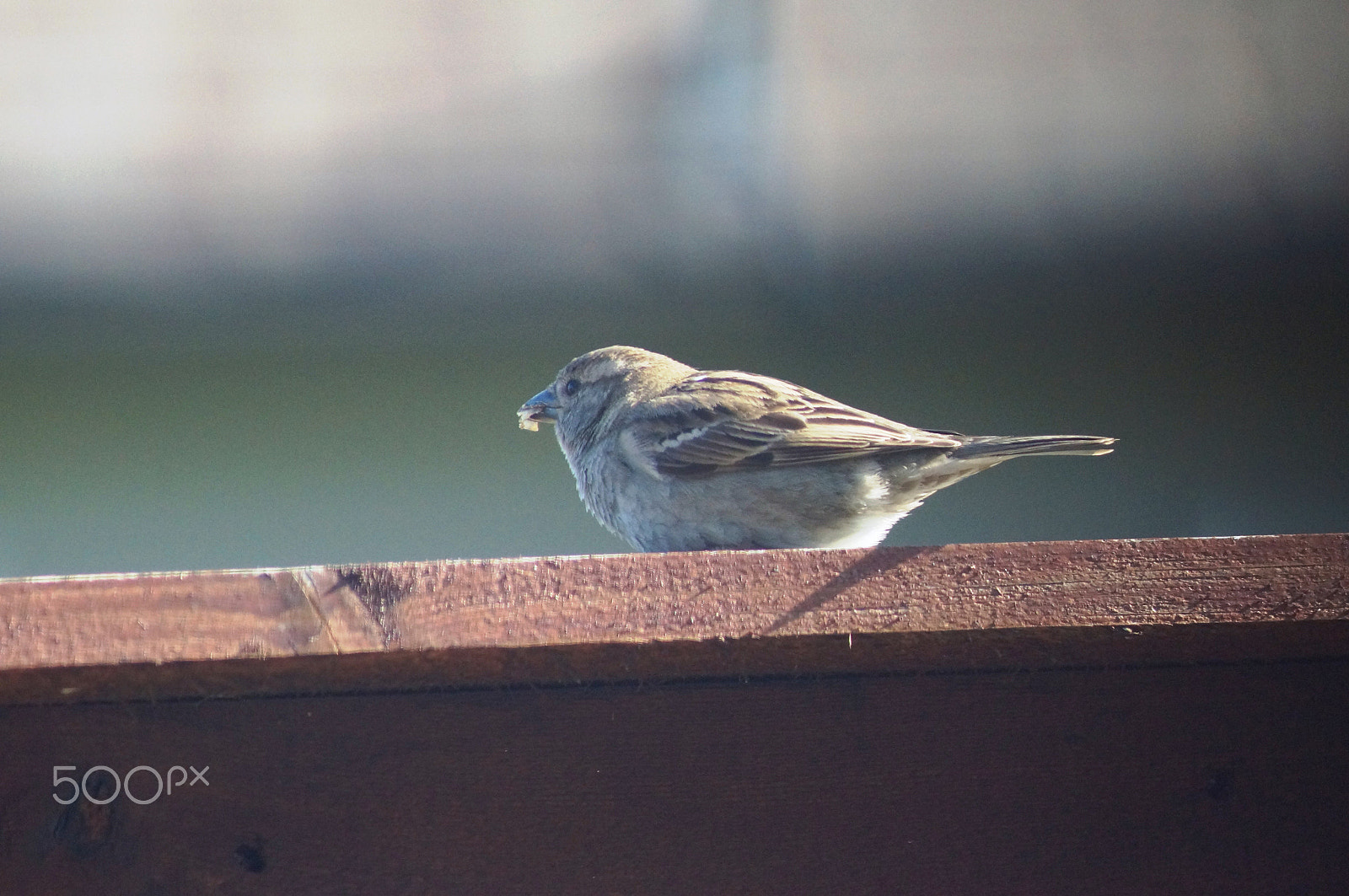 Sony 75-300mm F4.5-5.6 sample photo. Bird eating photography