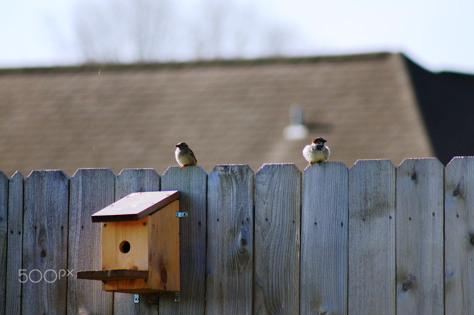 Sony 75-300mm F4.5-5.6 sample photo. Birds on fence photography