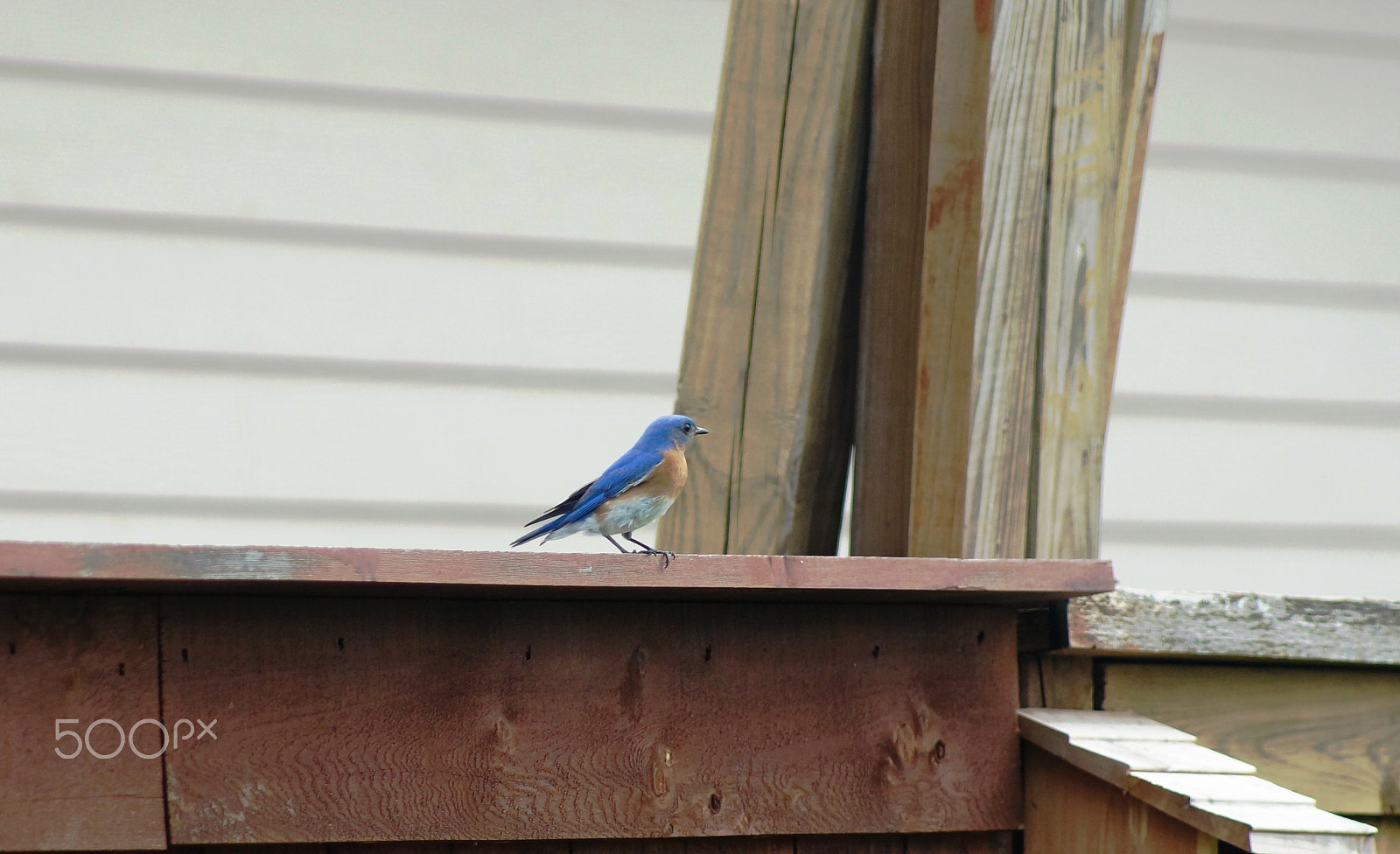 Sony 75-300mm F4.5-5.6 sample photo. Blue bird 2 photography