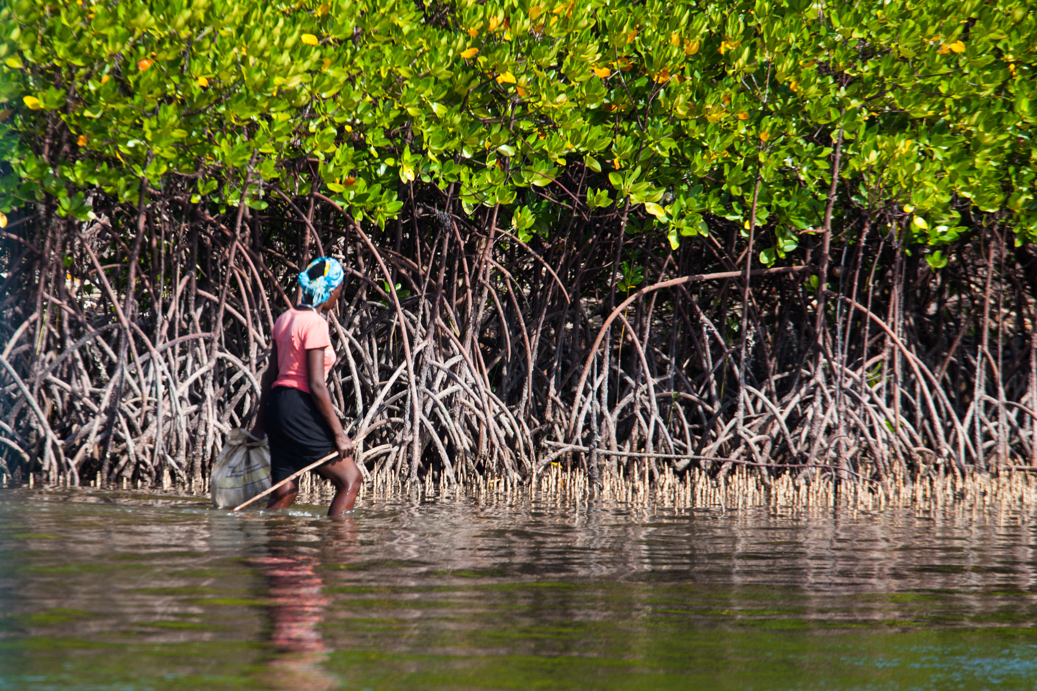 Canon EF 70-200mm F4L USM sample photo. Mangrovie a watamu photography