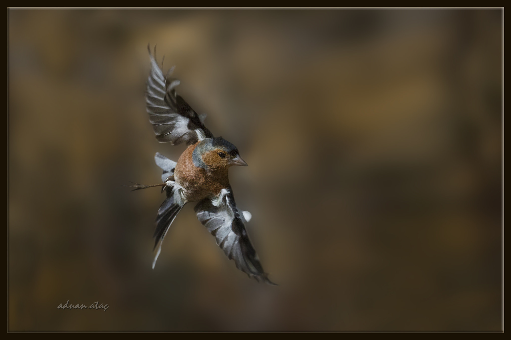 Nikon D4 + Nikon AF Micro-Nikkor 200mm F4D ED-IF sample photo. İspinoz - fringilla coelebs - common chaffinch photography