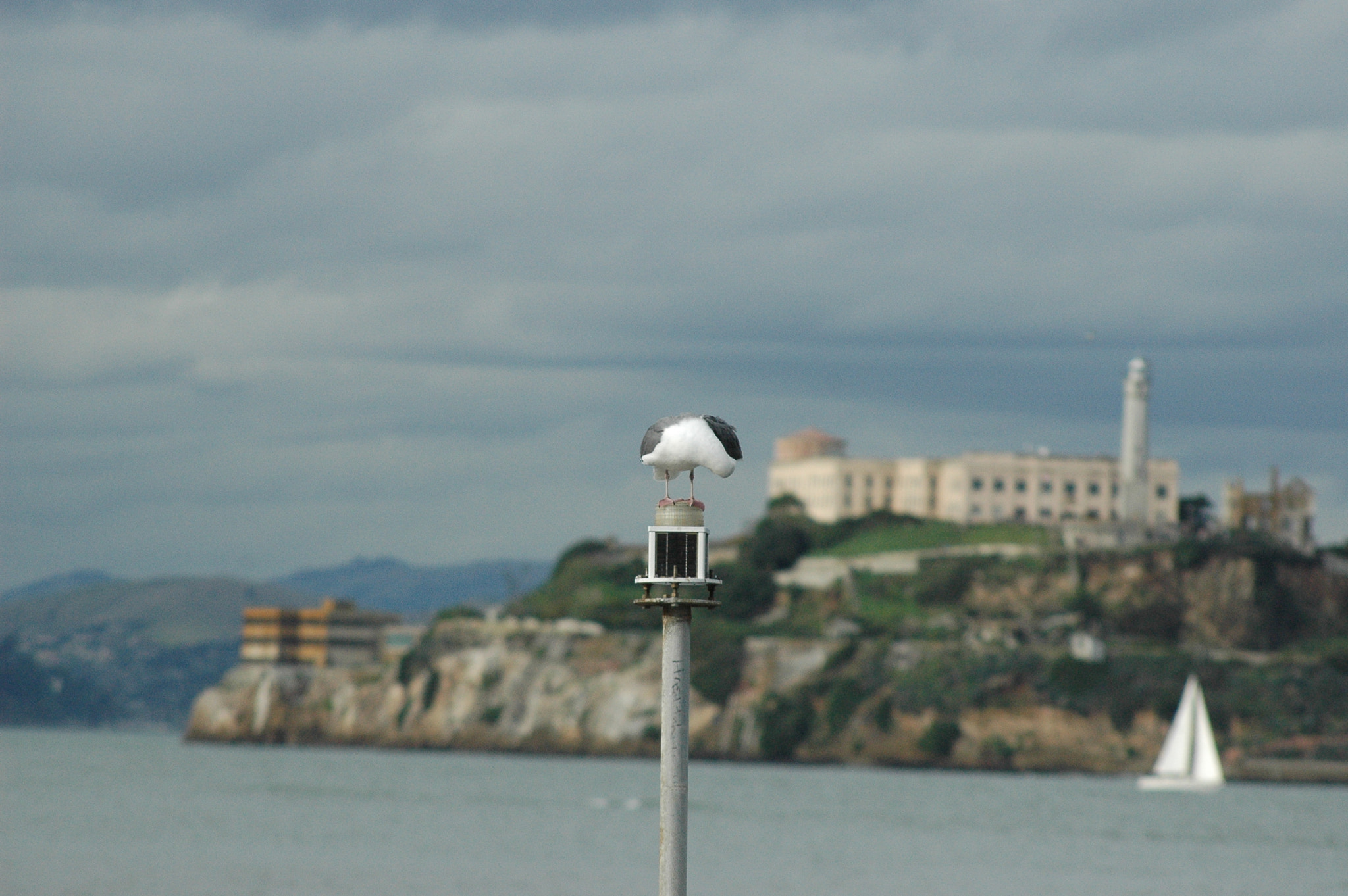 Nikon D70 sample photo. Alcatraz albatroz  photography