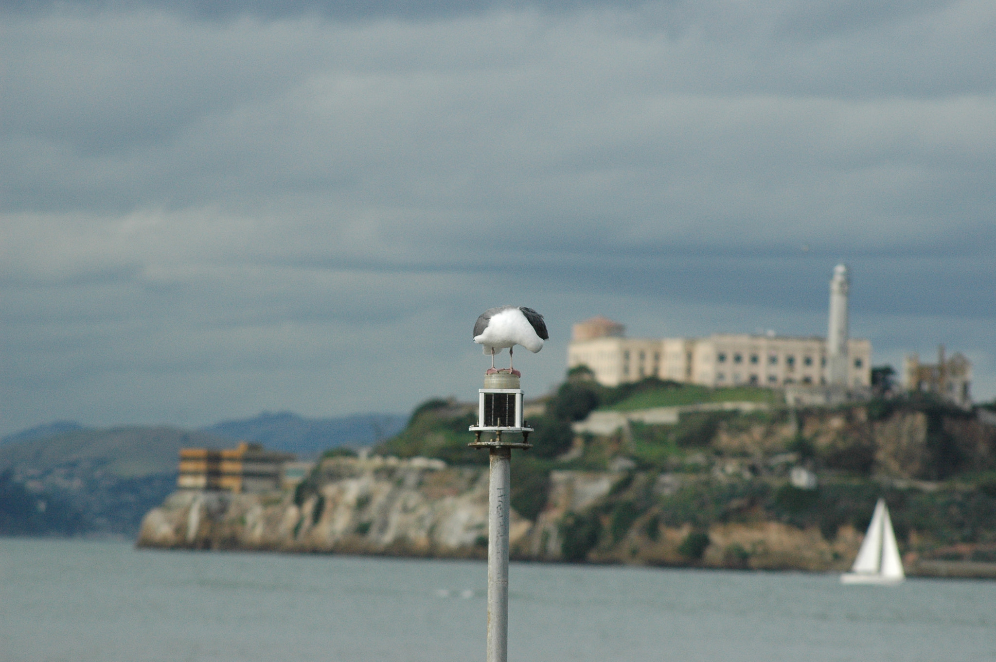 AF Nikkor 70-210mm f/4-5.6D sample photo. Alcatraz albatroz  photography